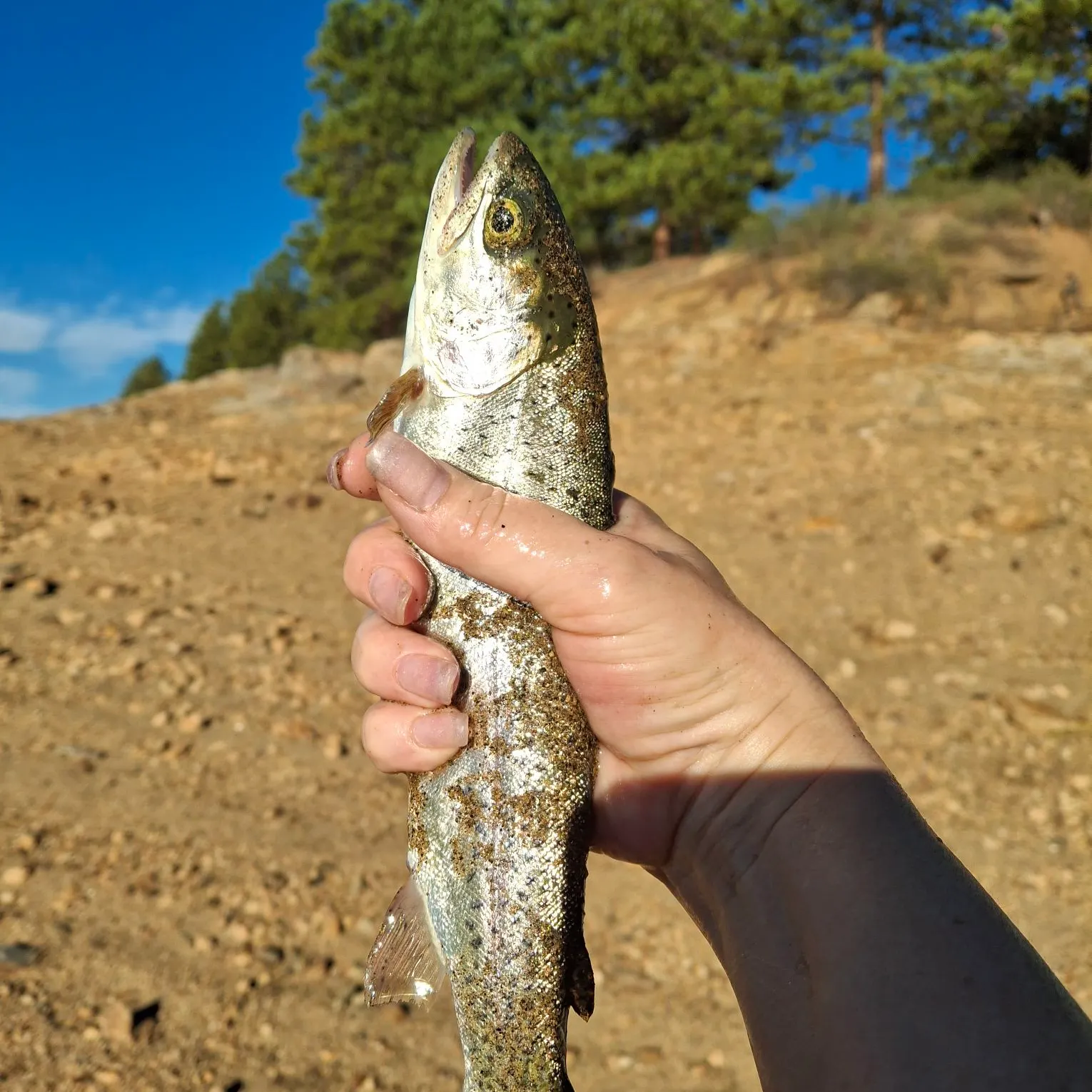 Rainbow trout caught on Fishbrain
