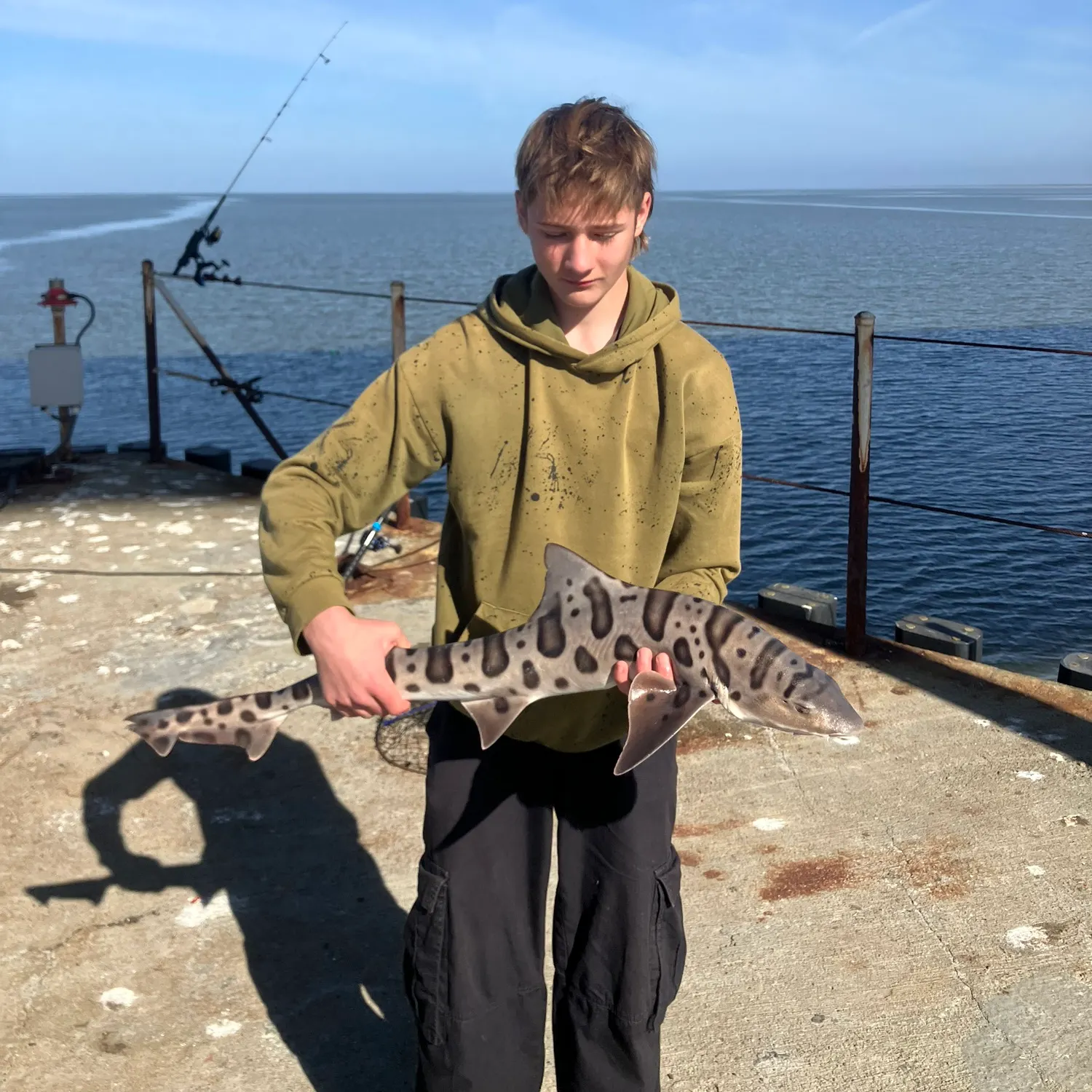 The most recent Leopard shark catches on Fishbrain