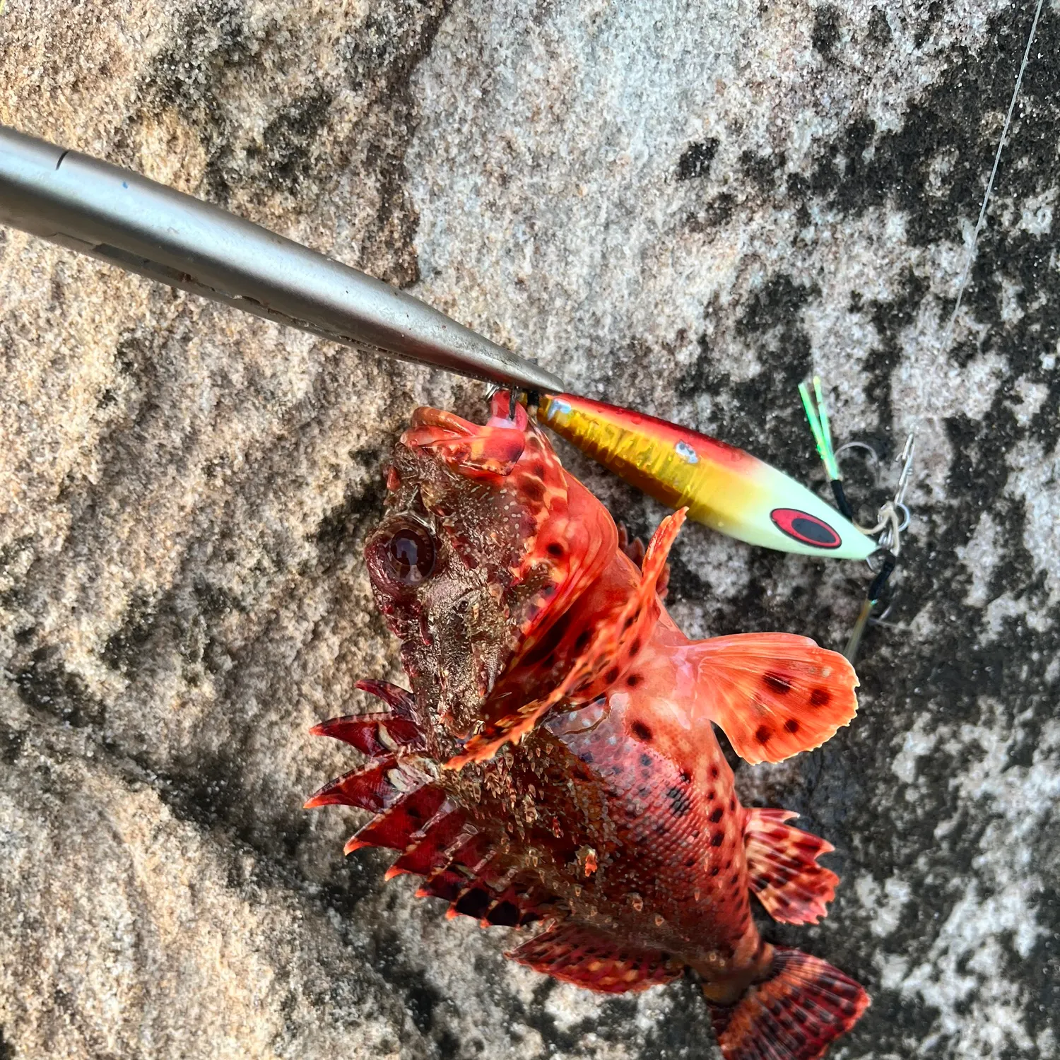 The most recent Eastern Red Scorpionfish catches on Fishbrain