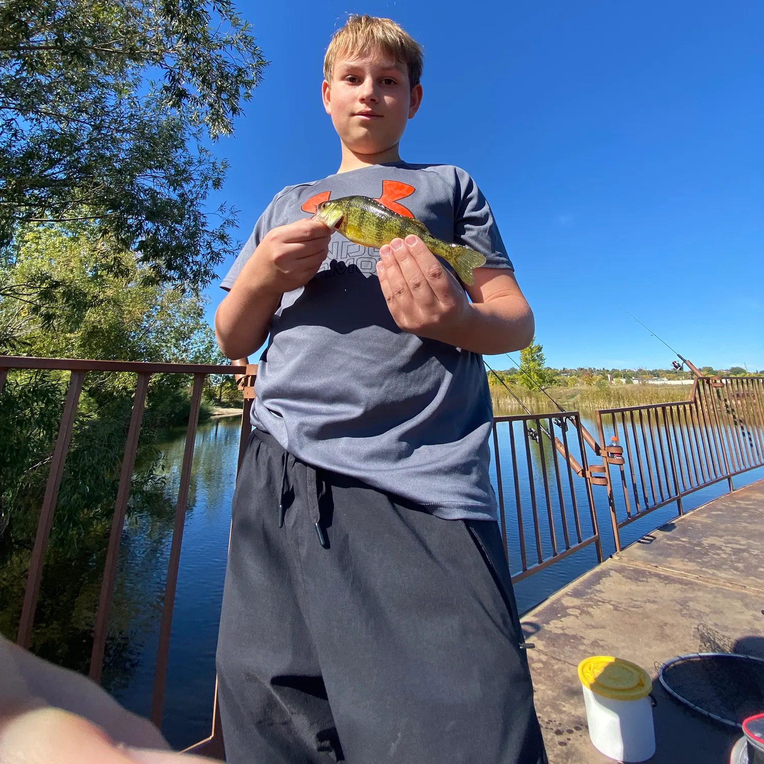 Yellow perch caught on Fishbrain