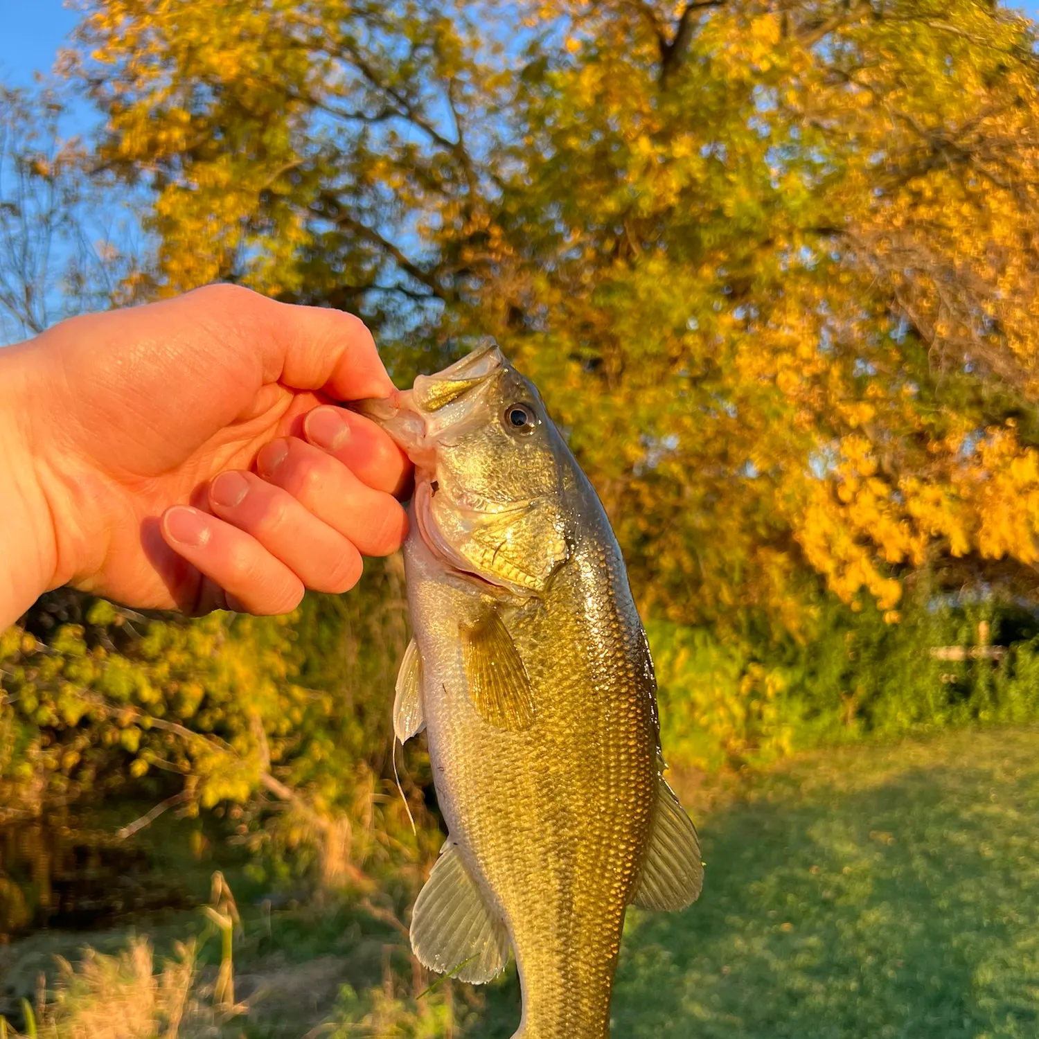 Largemouth bass caught on Fishbrain