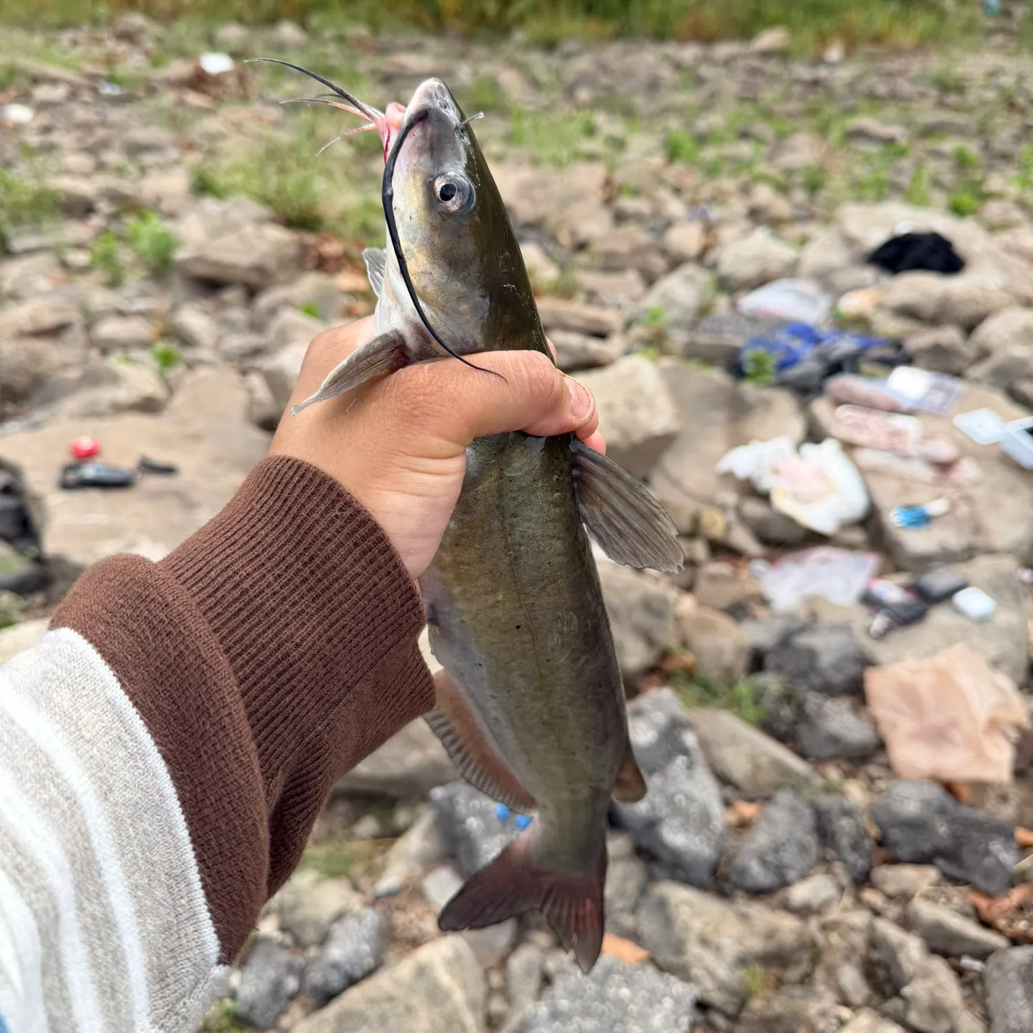 Channel catfish caught on Fishbrain