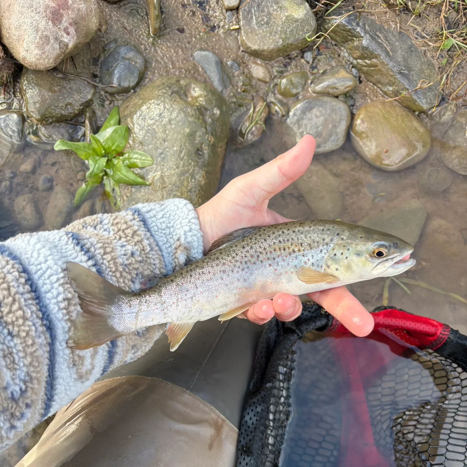 The most recent Brown trout catches on Fishbrain