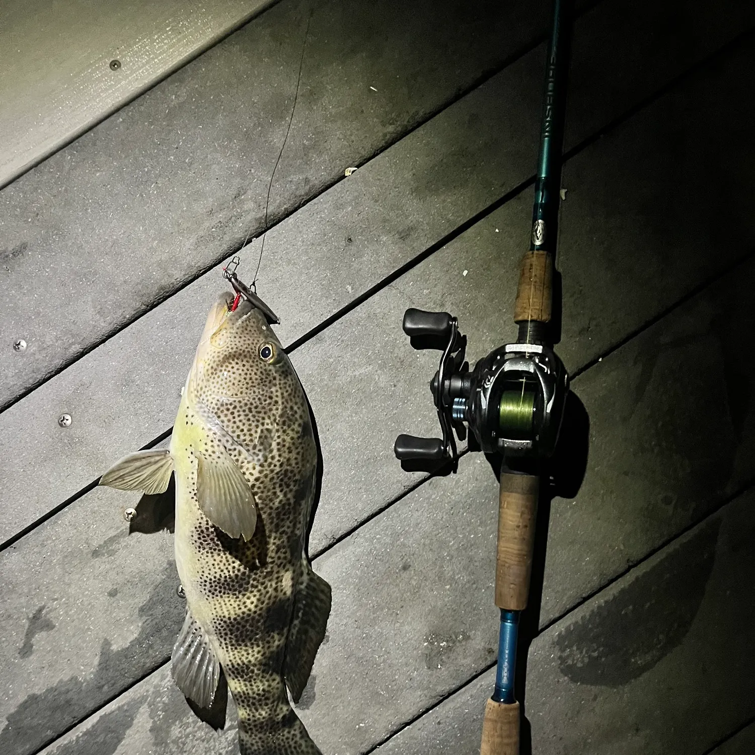 Spotted sand bass caught on Fishbrain