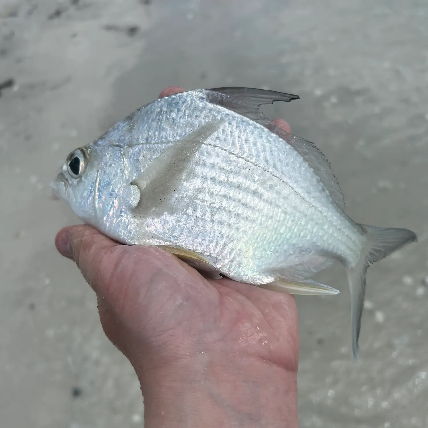 The most recent Irish mojarra catches on Fishbrain