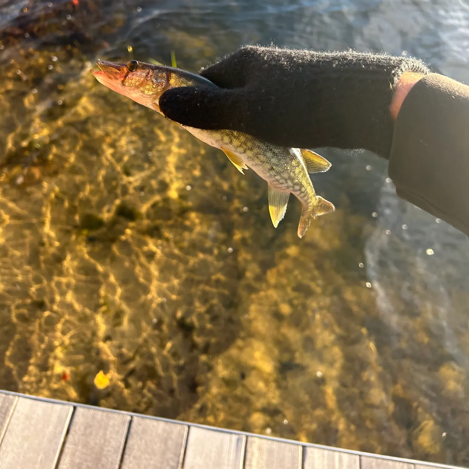 Chain pickerel caught on Fishbrain