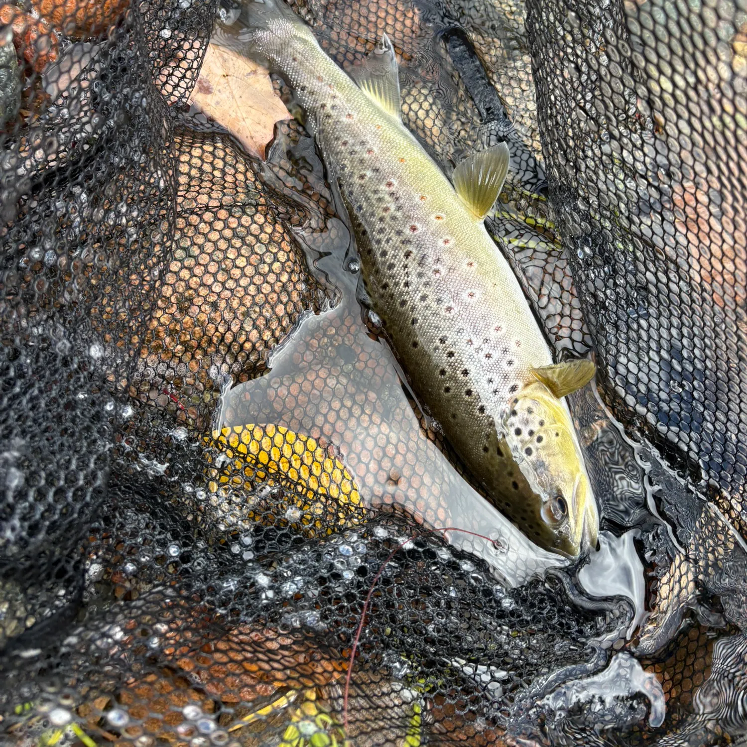 Brown trout caught on Fishbrain