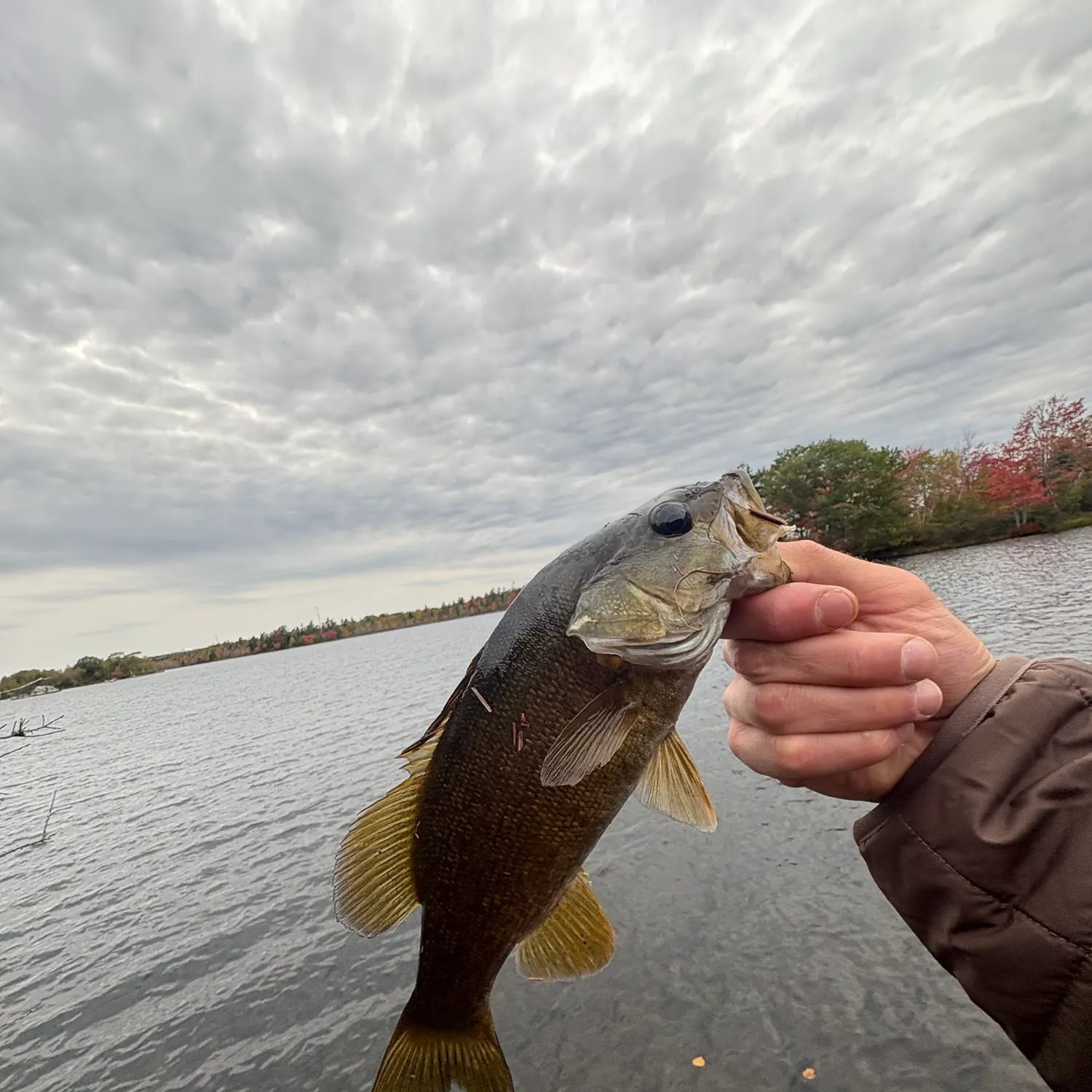 Smallmouth bass caught on Fishbrain