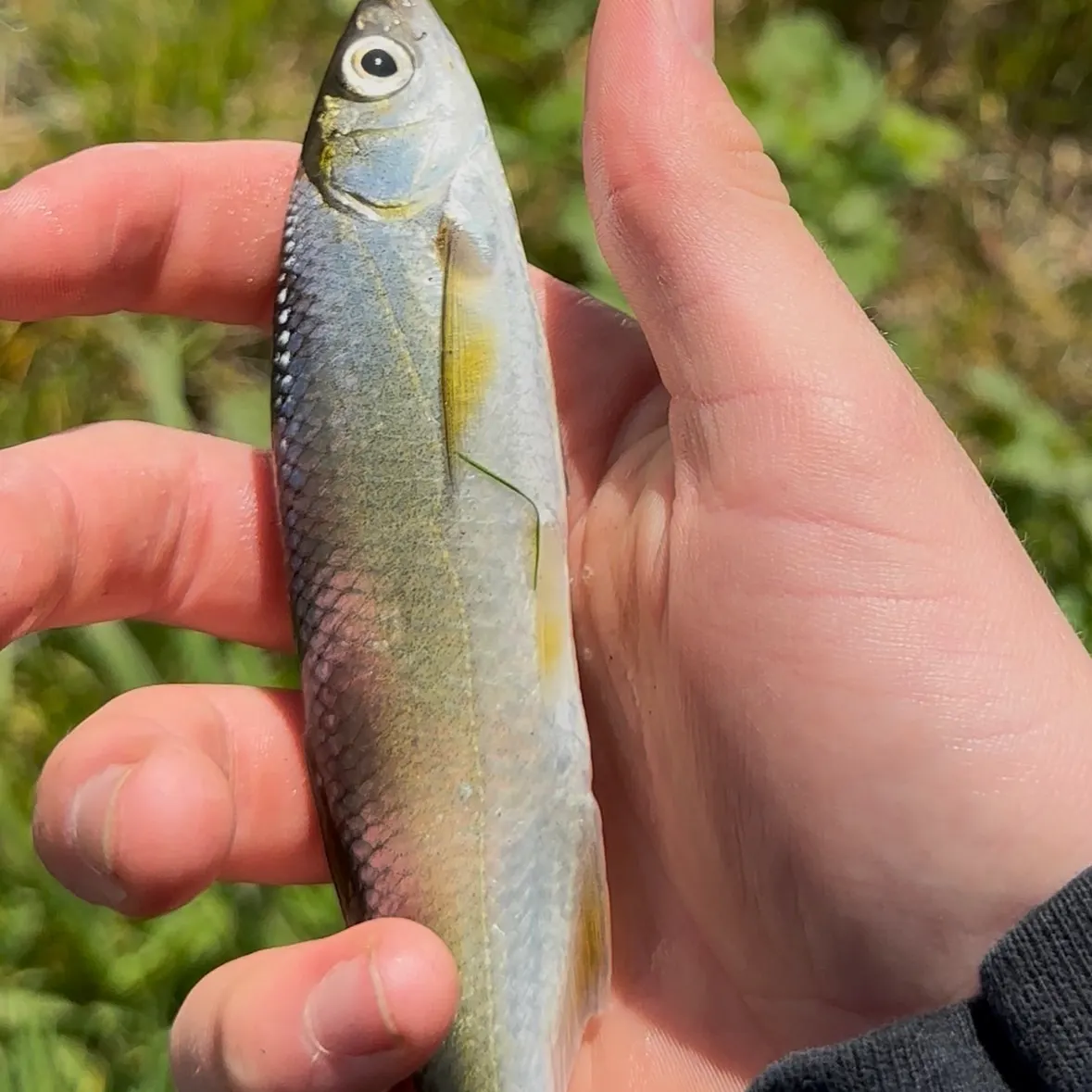 The most recent Common dace catches on Fishbrain