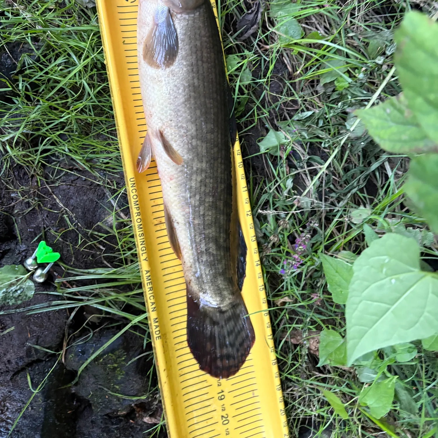 Eyetail bowfin caught on Fishbrain