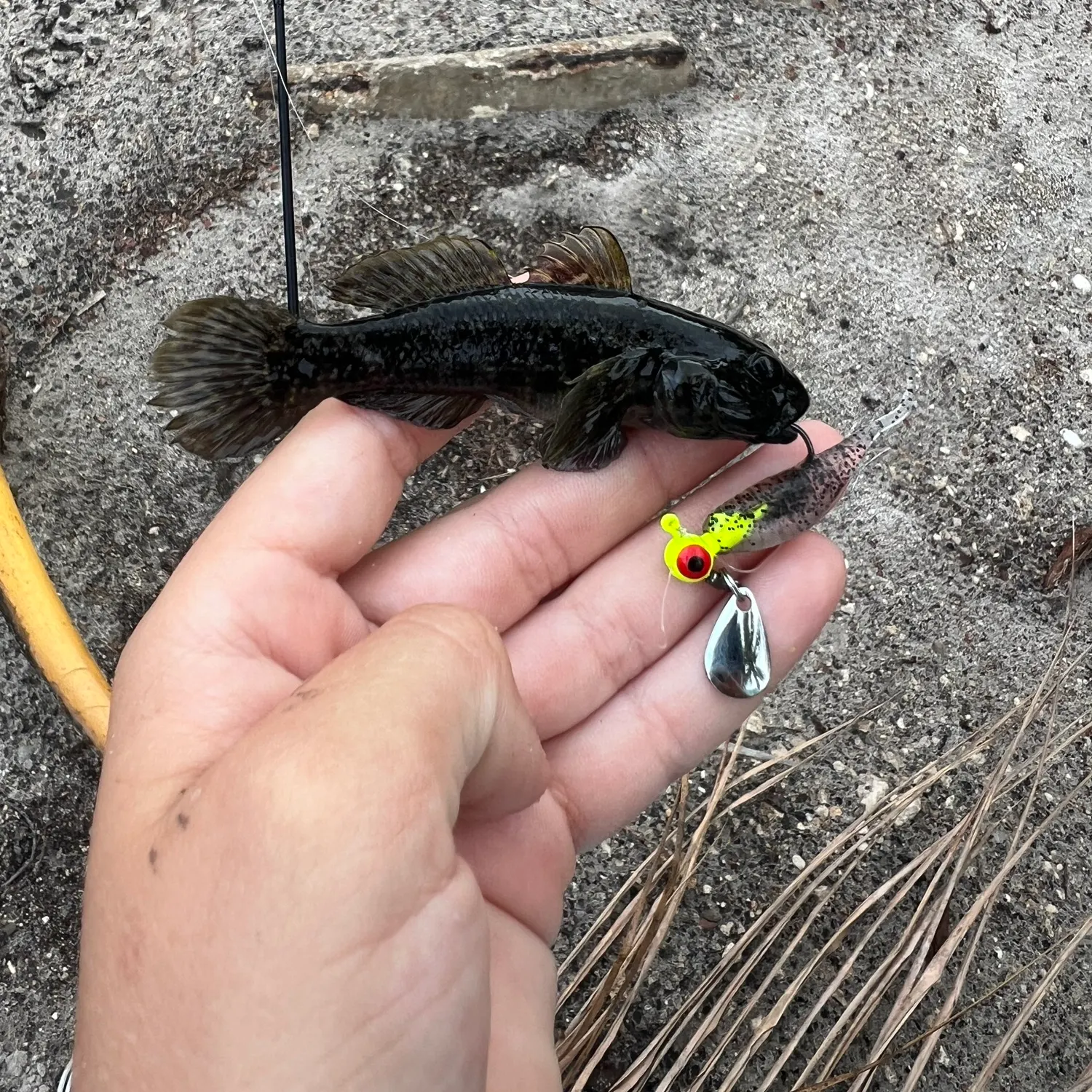 The most recent Frillfin goby catches on Fishbrain
