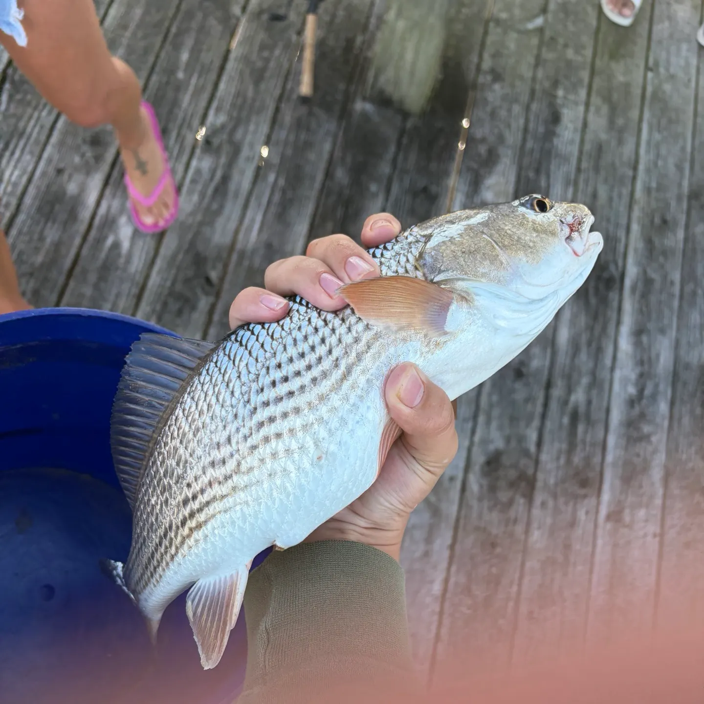 Red drum caught on Fishbrain