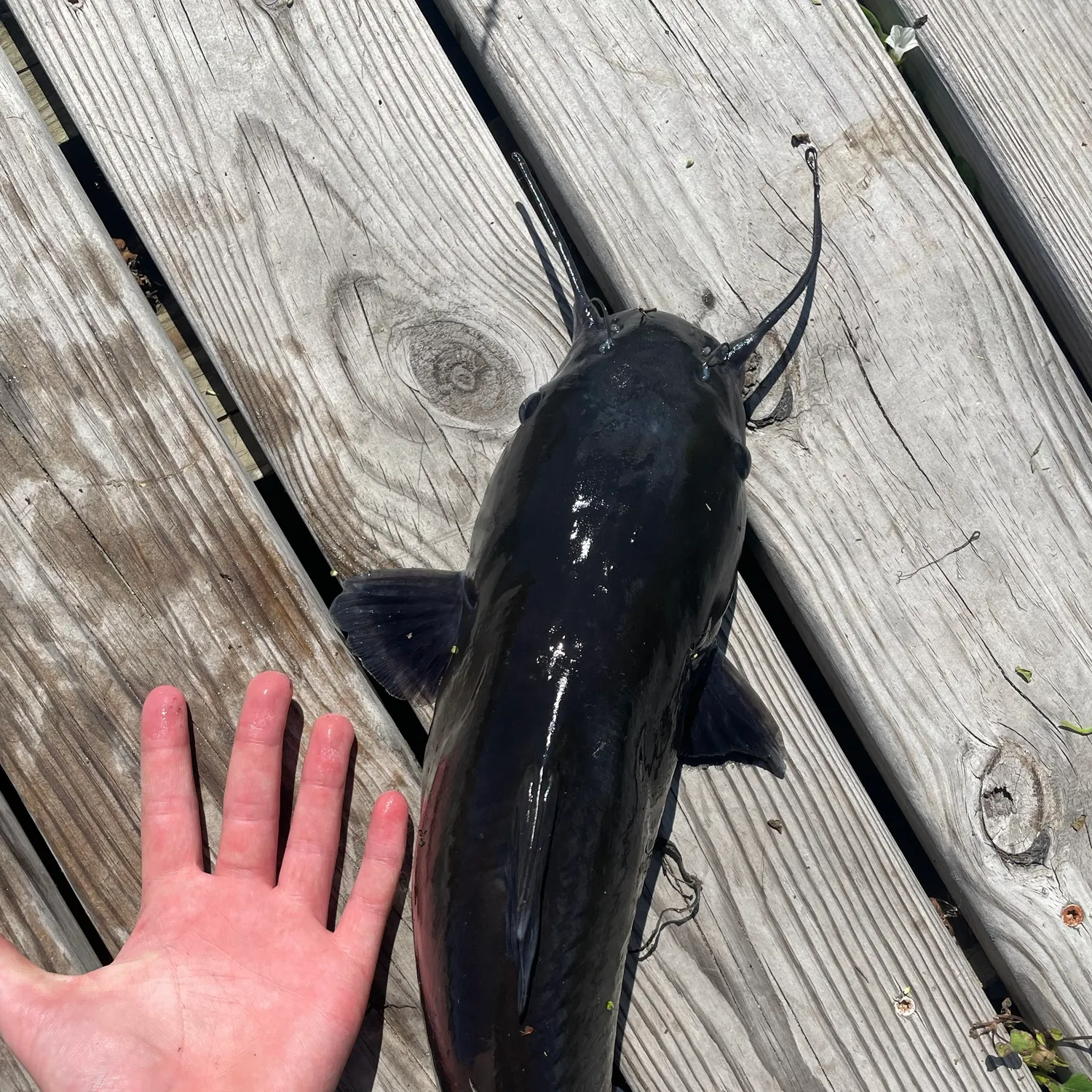 Channel catfish caught on Fishbrain