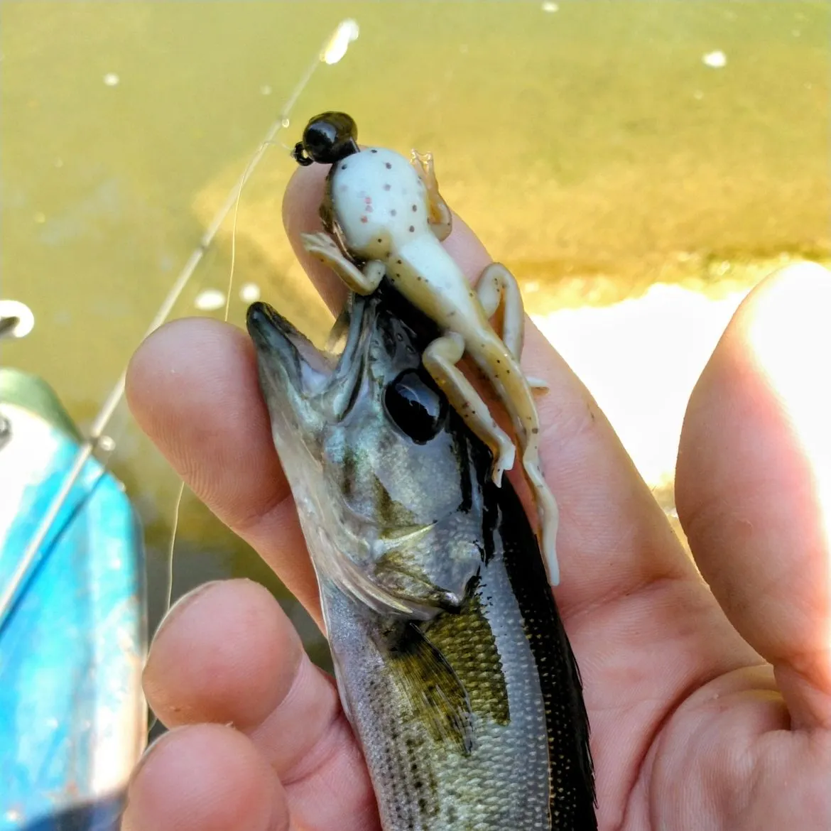 The most recent Redeye bass catches on Fishbrain