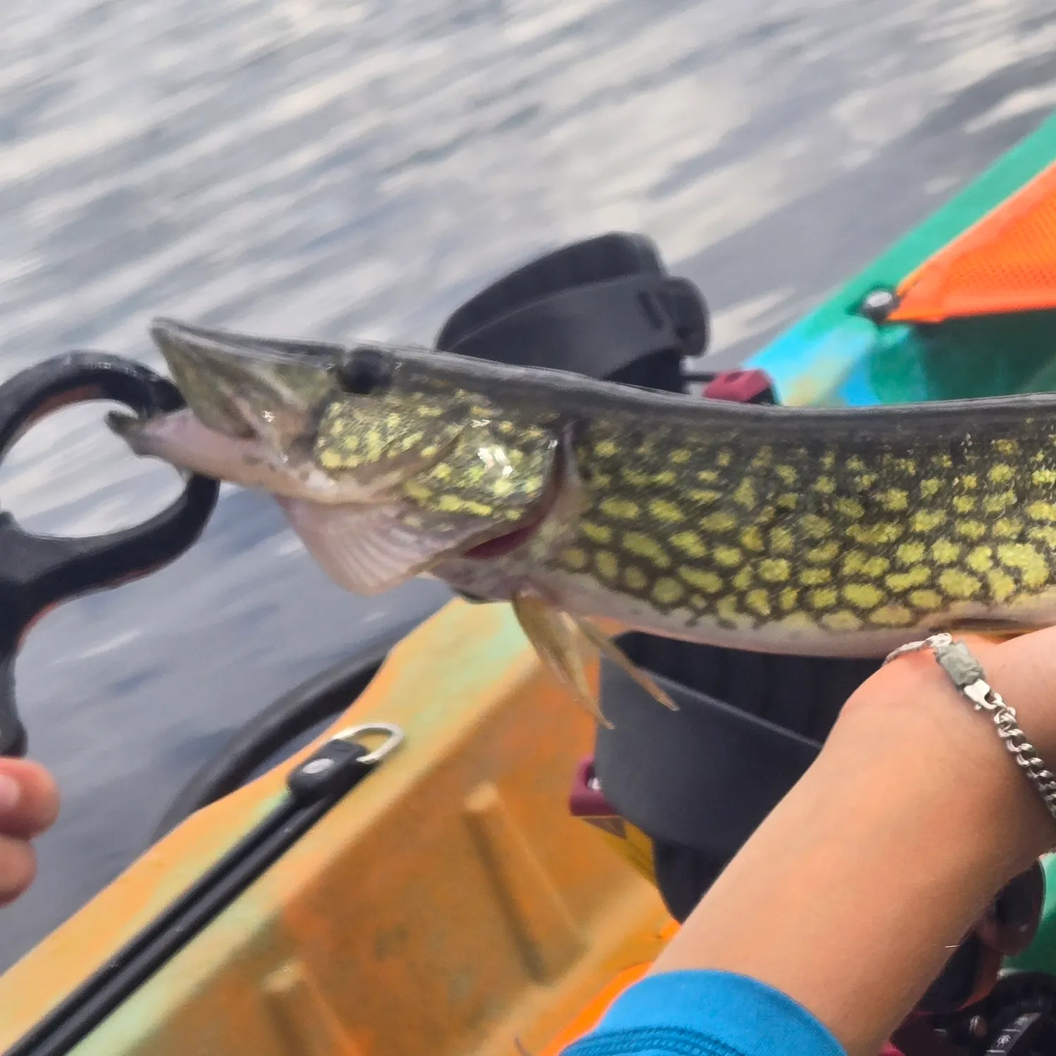 Chain pickerel caught on Fishbrain