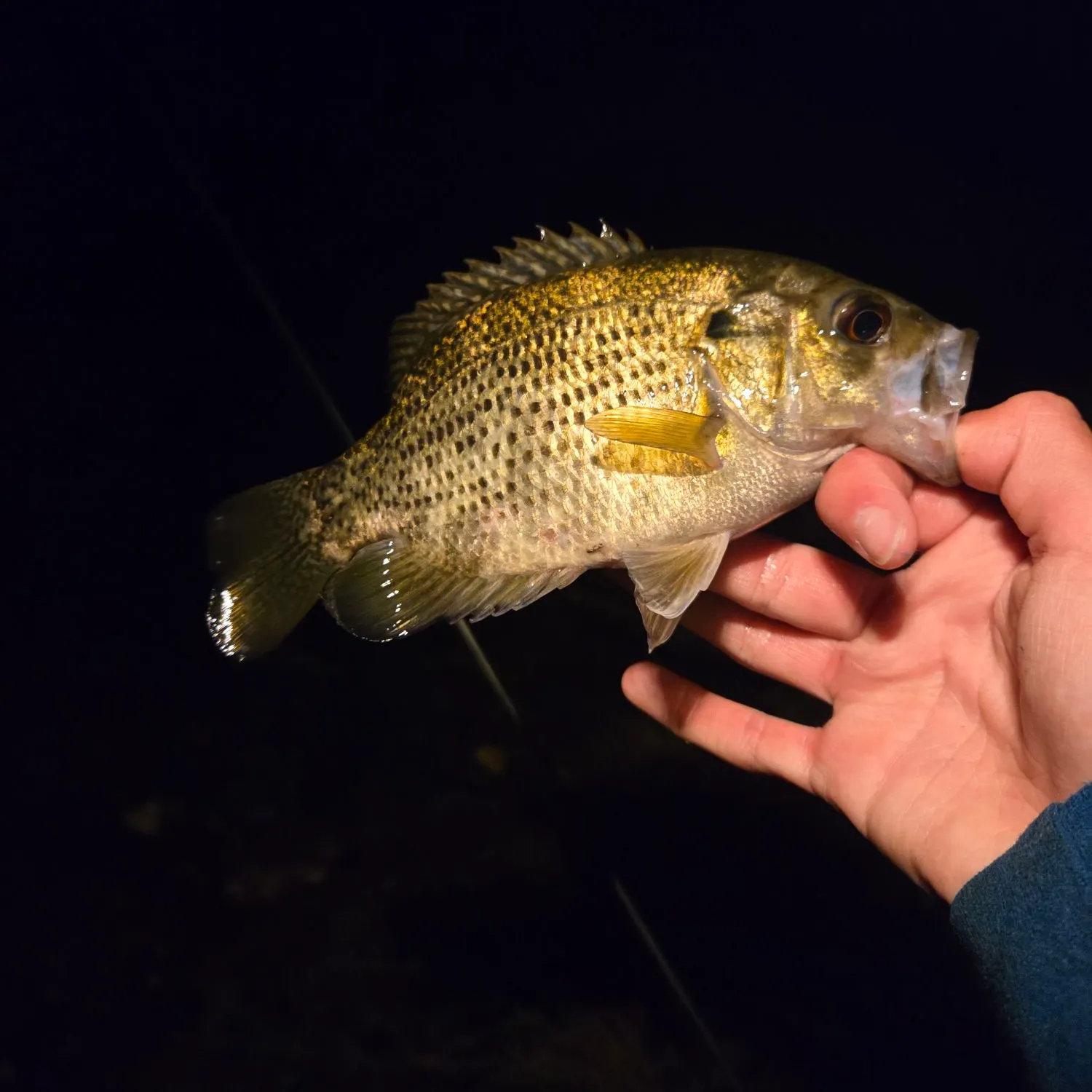 Rock bass caught on Fishbrain