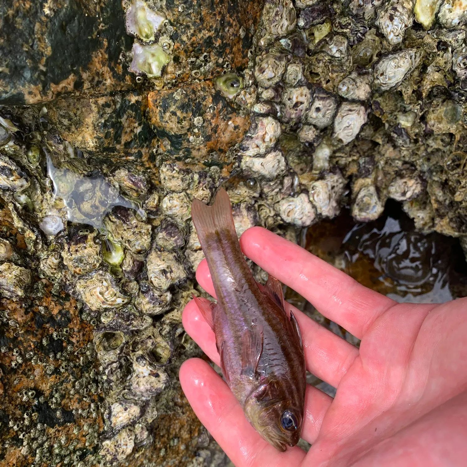 The most recent Ochre-striped cardinalfish catches on Fishbrain