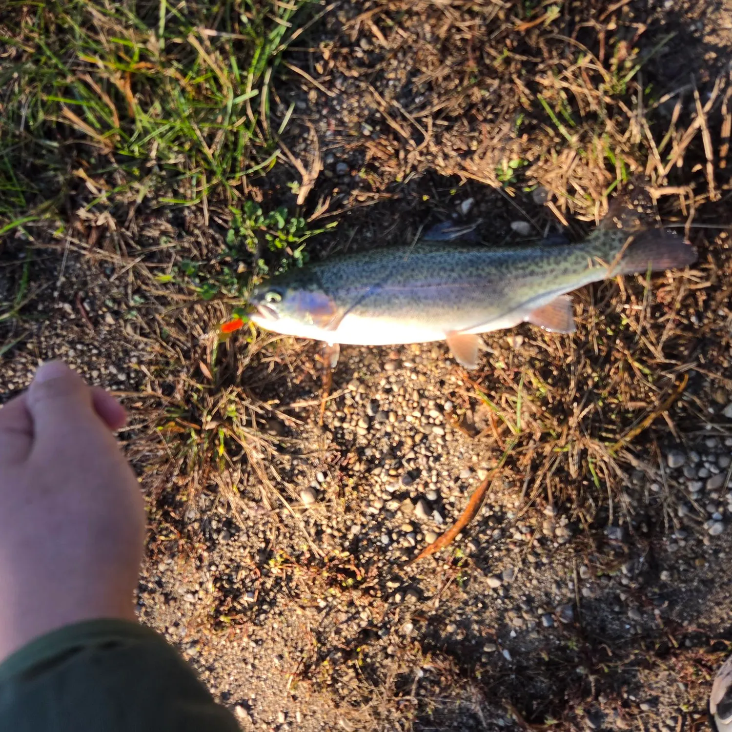 Rainbow trout caught on Fishbrain