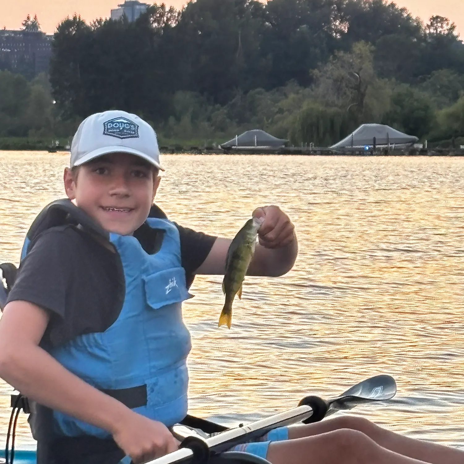 Yellow perch caught on Fishbrain