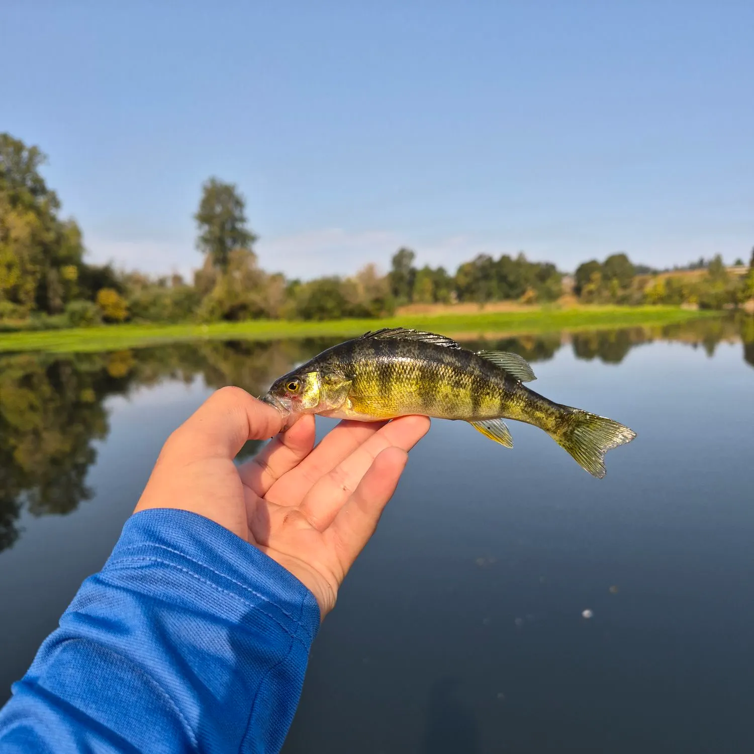 Yellow perch caught on Fishbrain