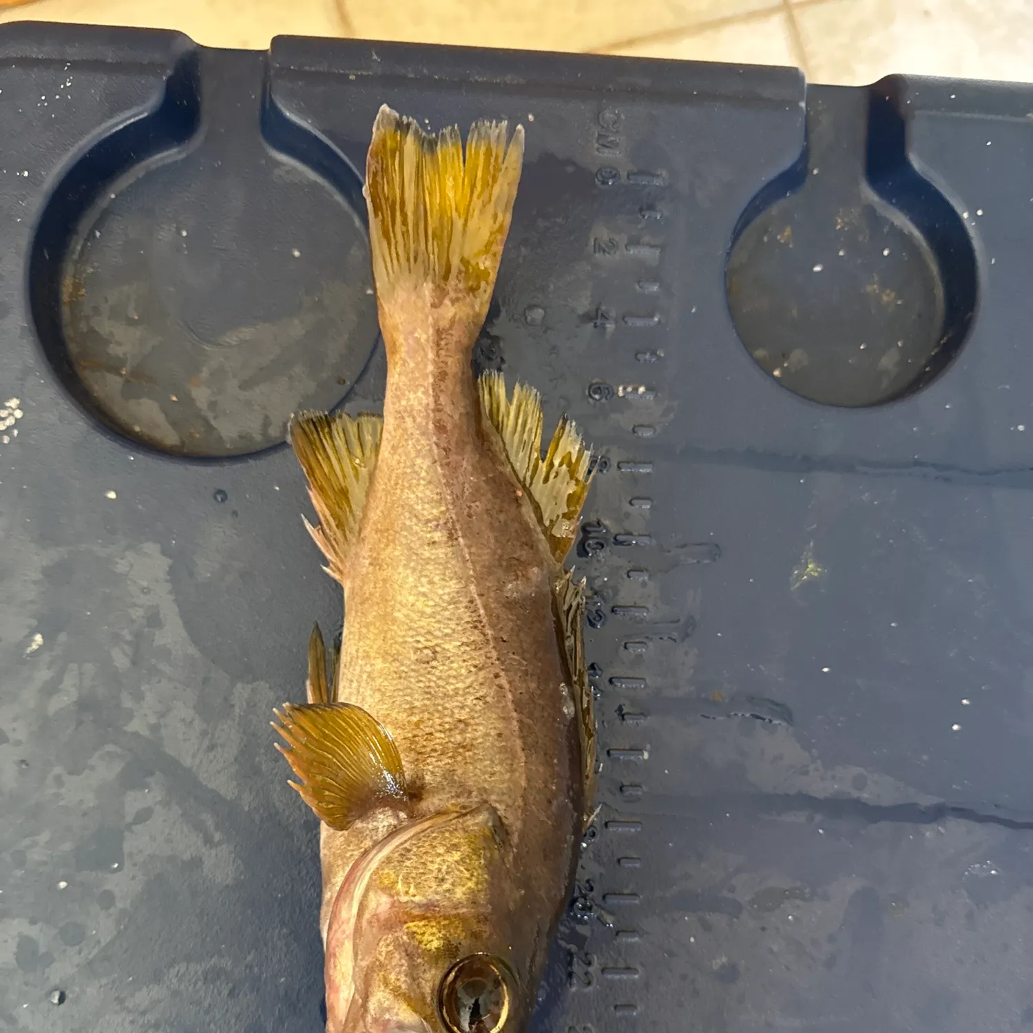 The most recent Olive rockfish catches on Fishbrain