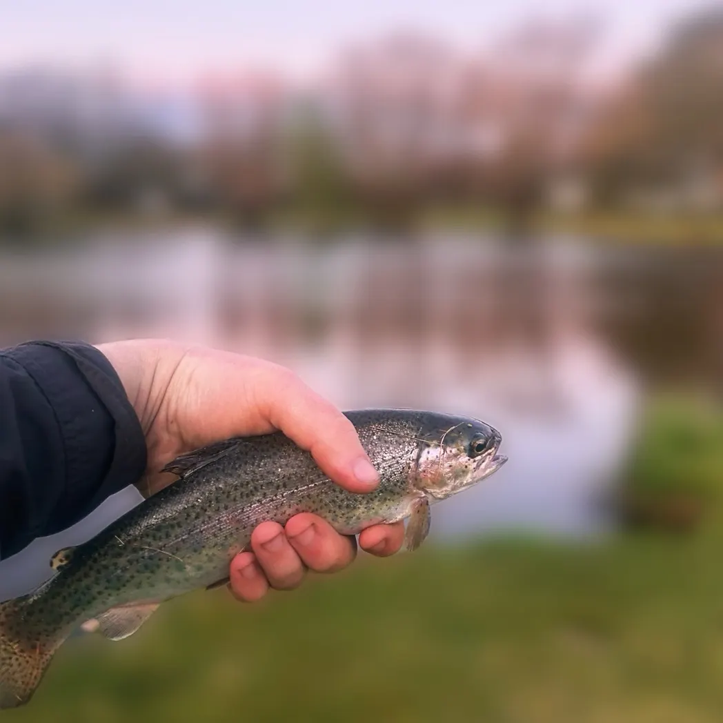 Rainbow trout caught on Fishbrain