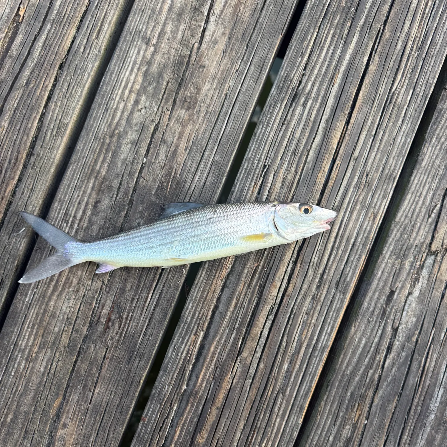 The most recent West Atlantic bonefish catches on Fishbrain