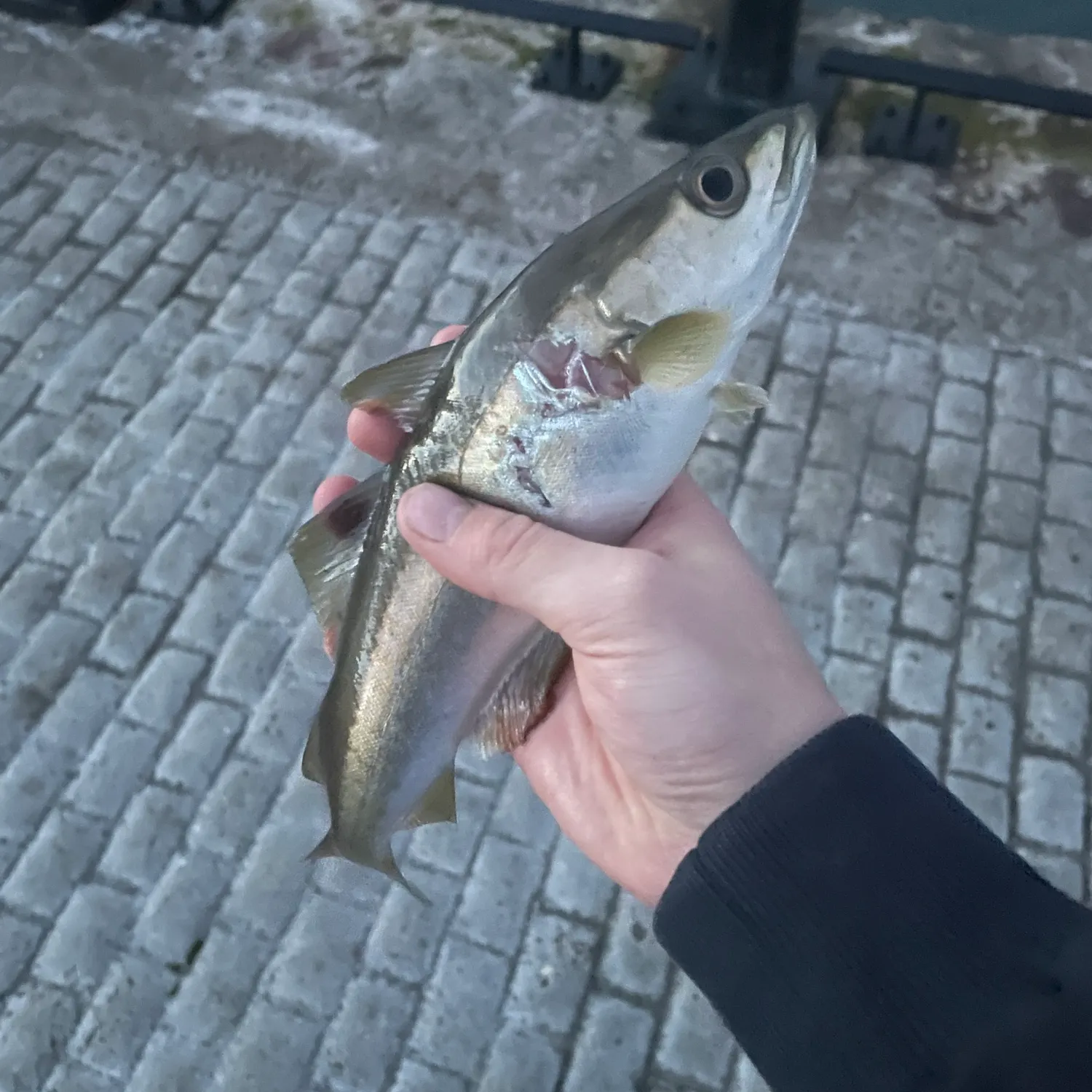 The most recent Whiting catches on Fishbrain