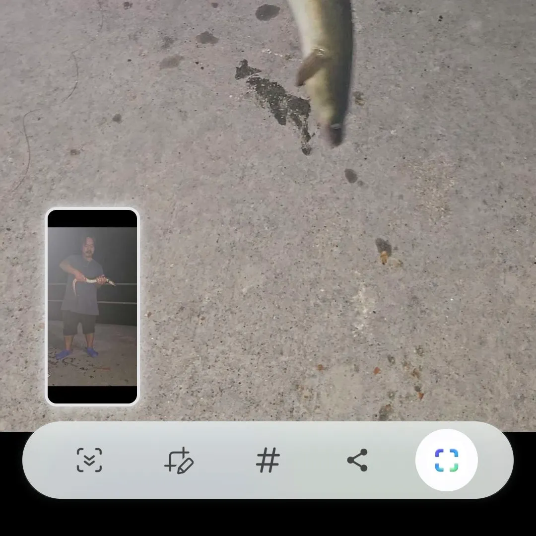 American eel caught on Fishbrain