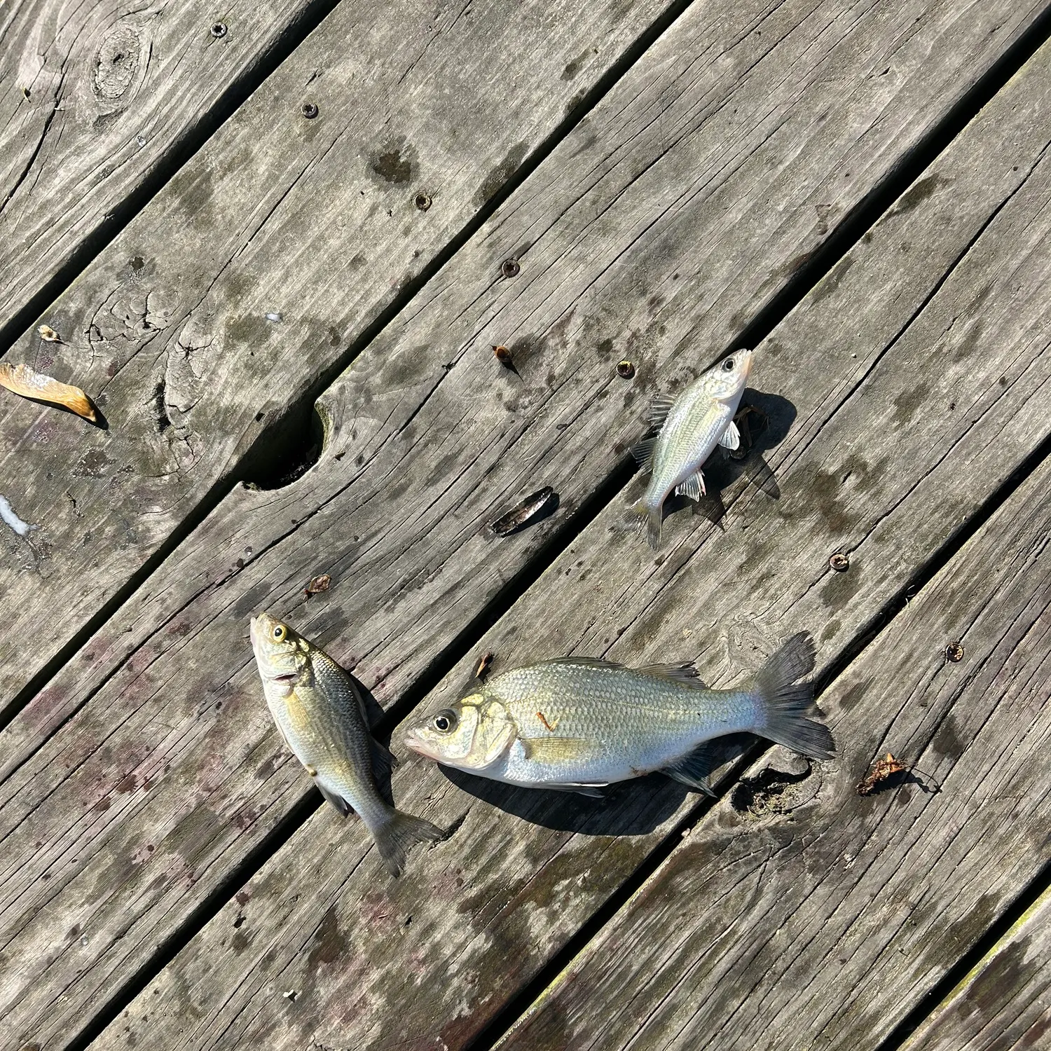 recently logged catches