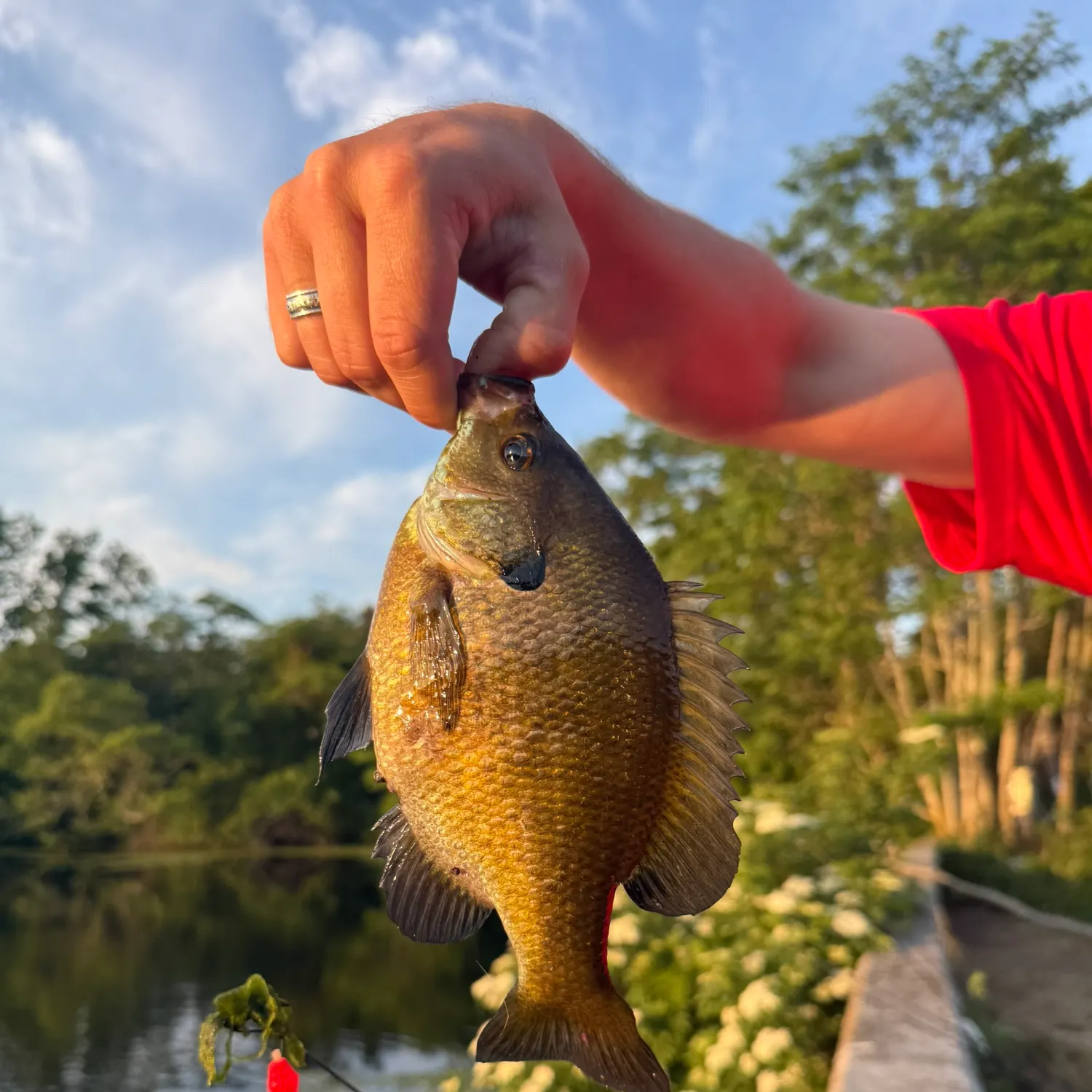 recently logged catches