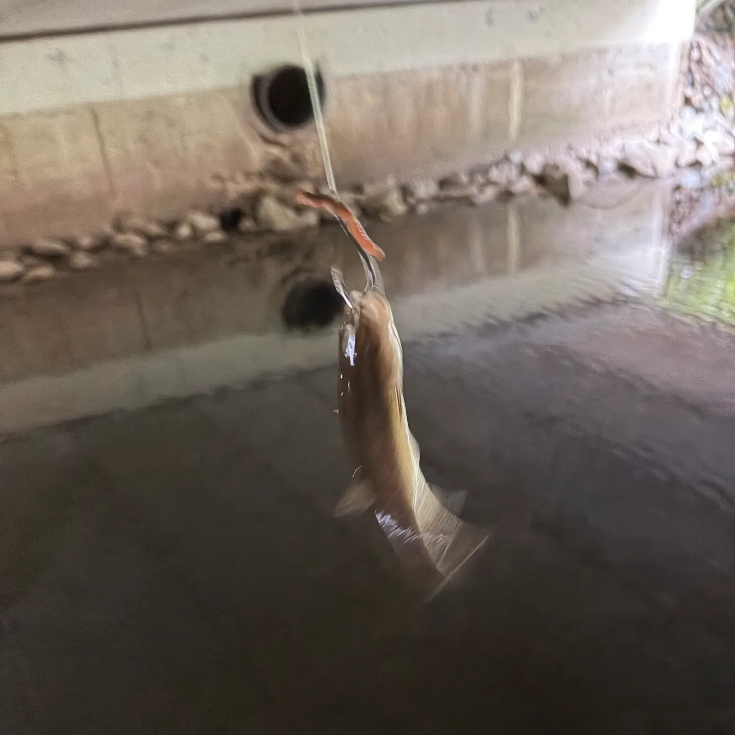 Fish caught on Fishbrain