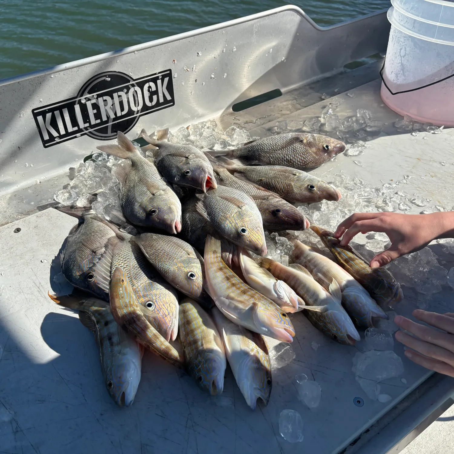 The most recent Sand perch catches on Fishbrain
