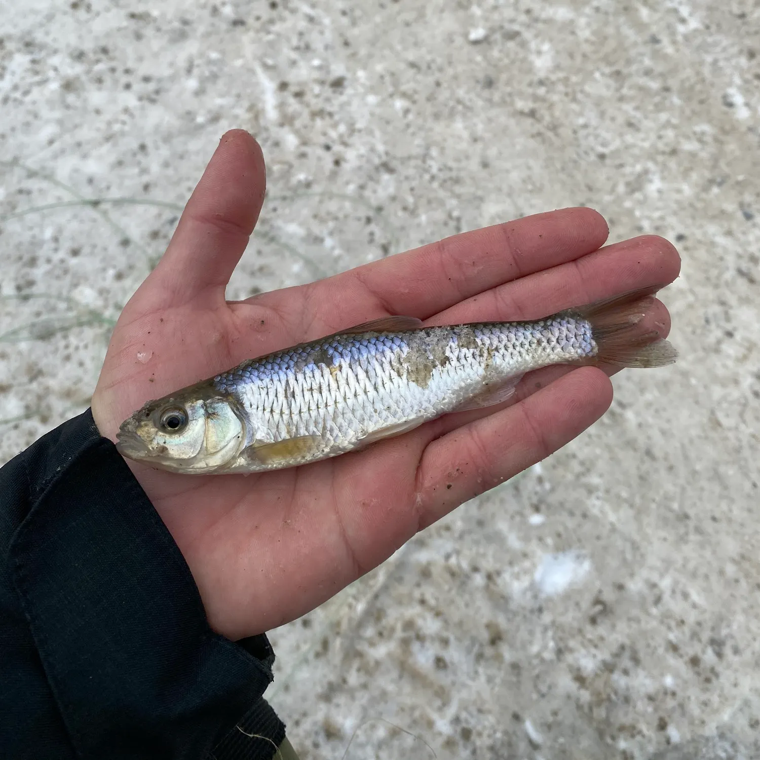 The most recent Striped shiner catches on Fishbrain
