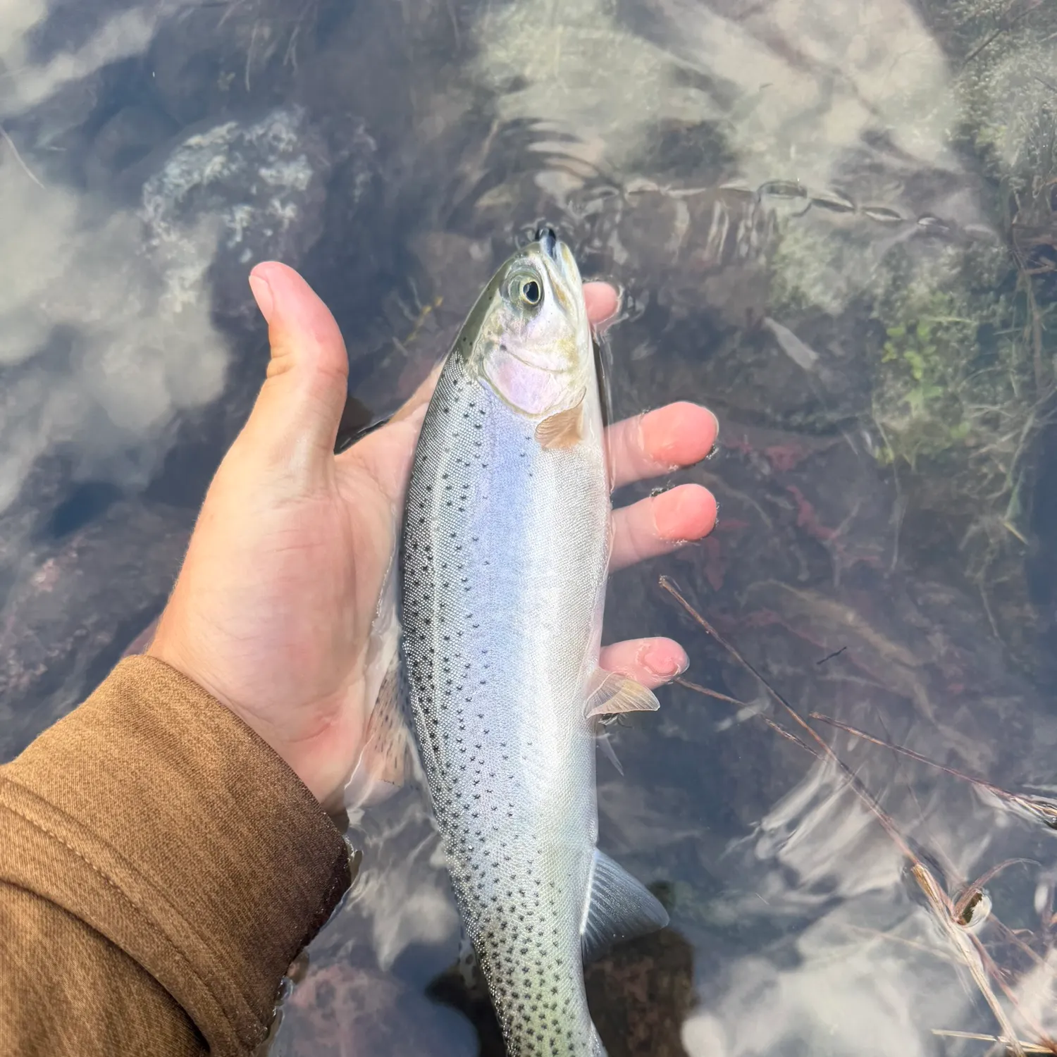The most recent Westlope cutthroat trout catches on Fishbrain