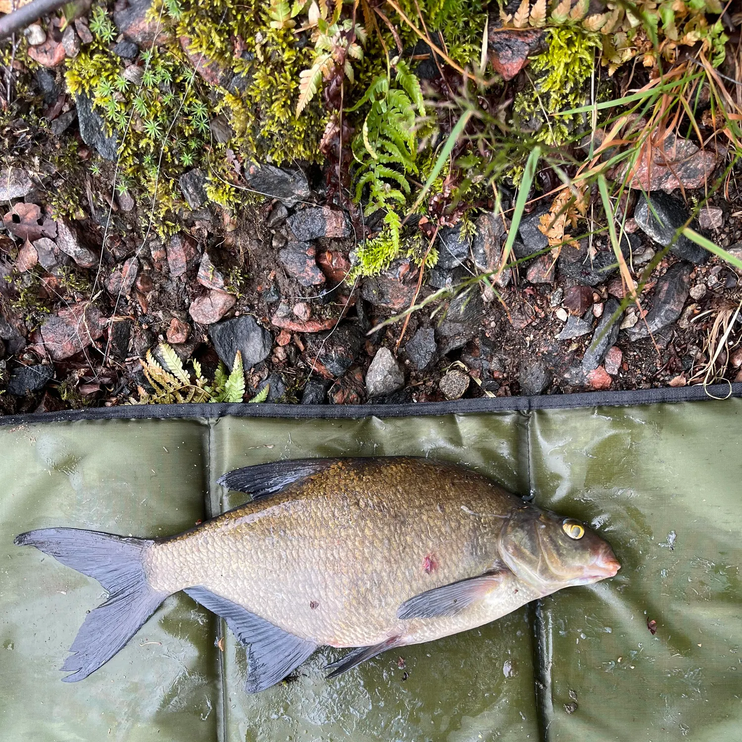 The most recent Common bream catches on Fishbrain