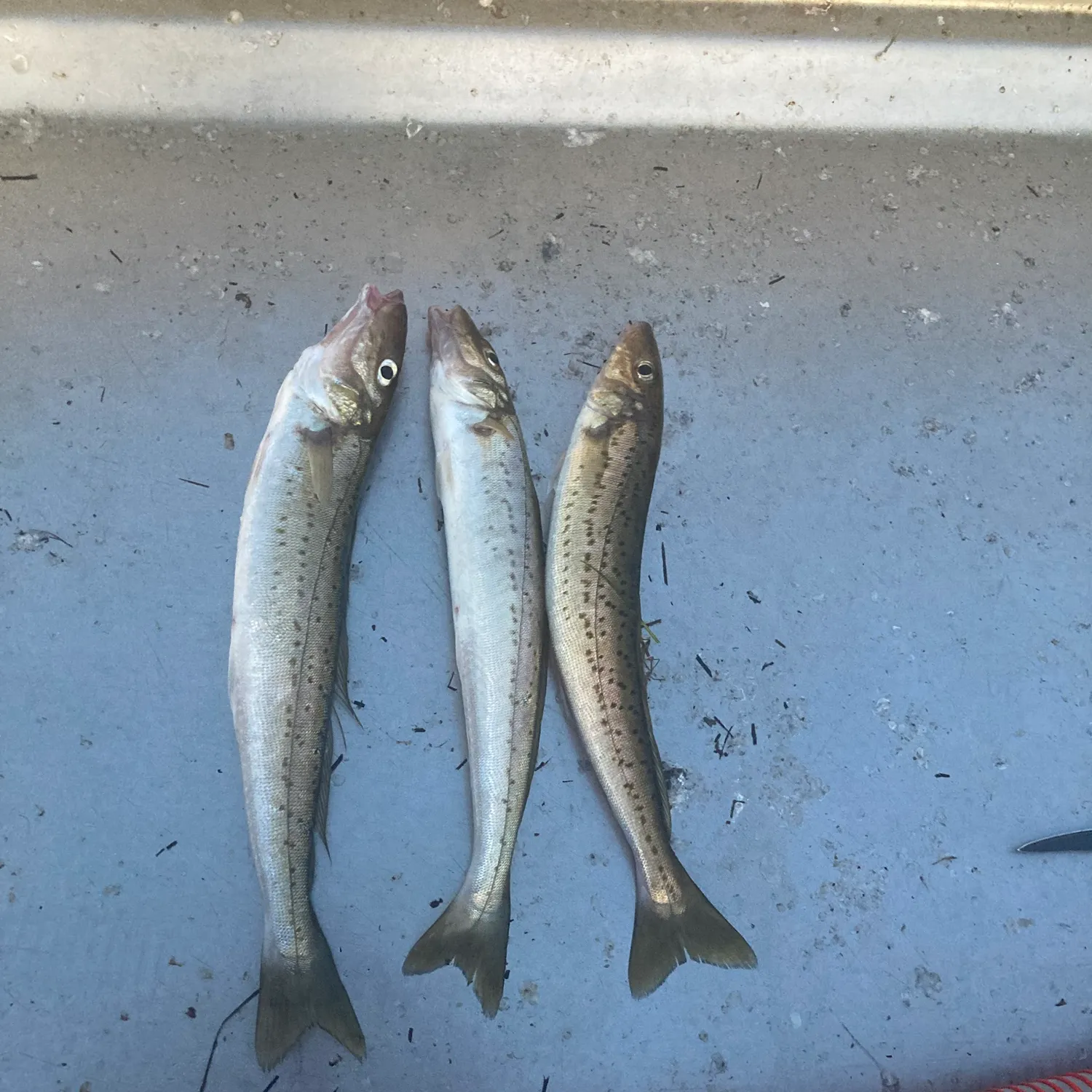 recently logged catches