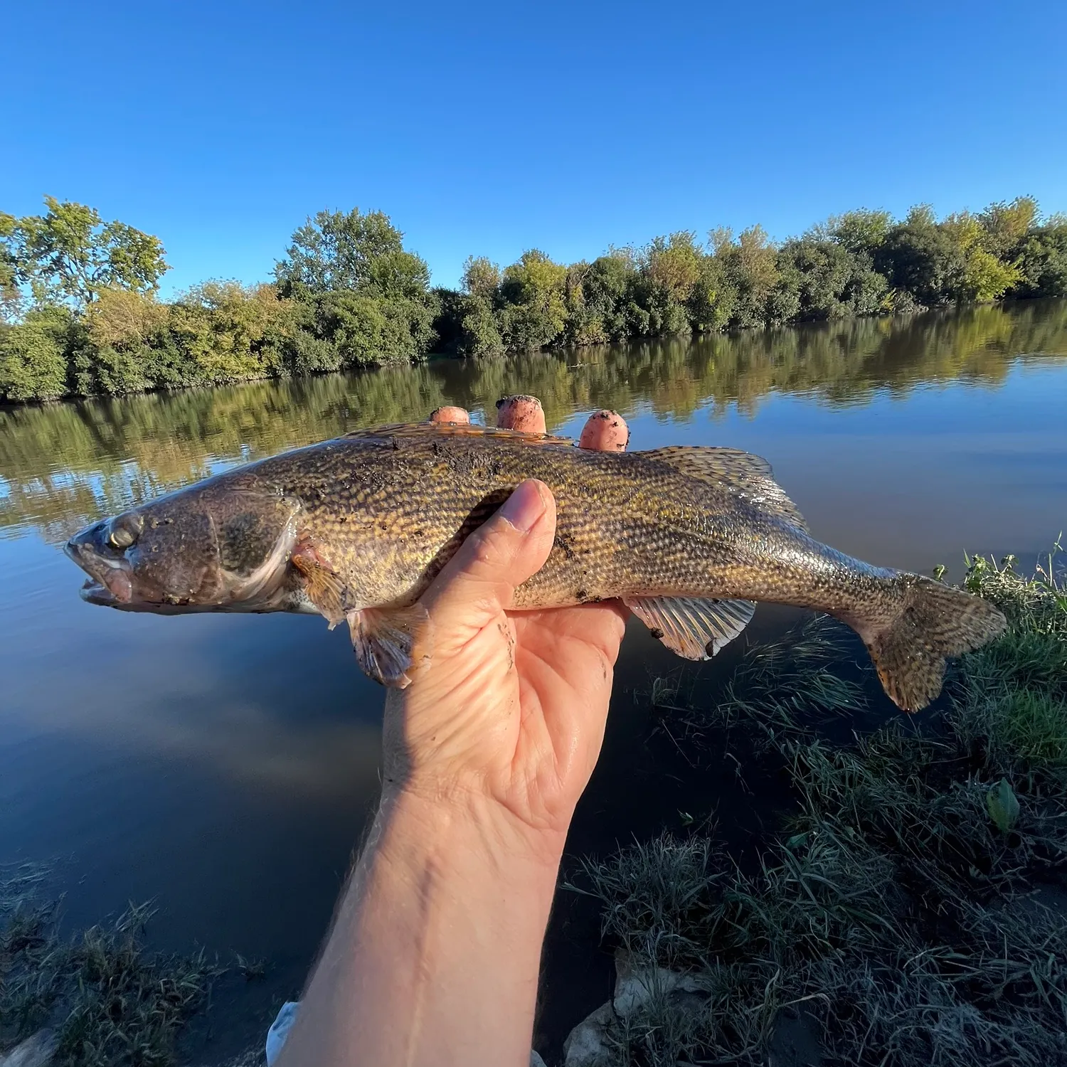 The most recent Sauger catches on Fishbrain