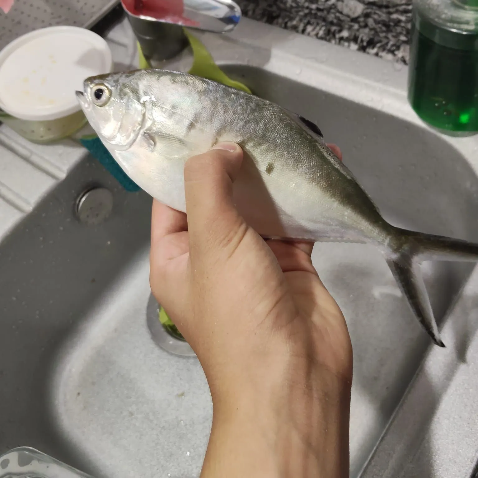 Fish caught on Fishbrain