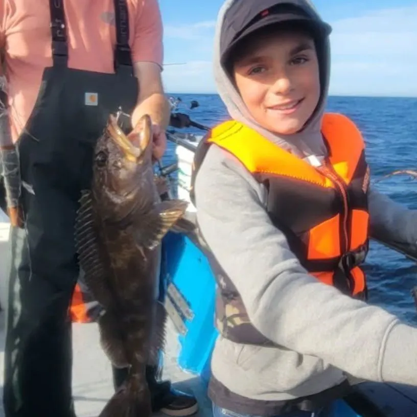 Lingcod caught on Fishbrain