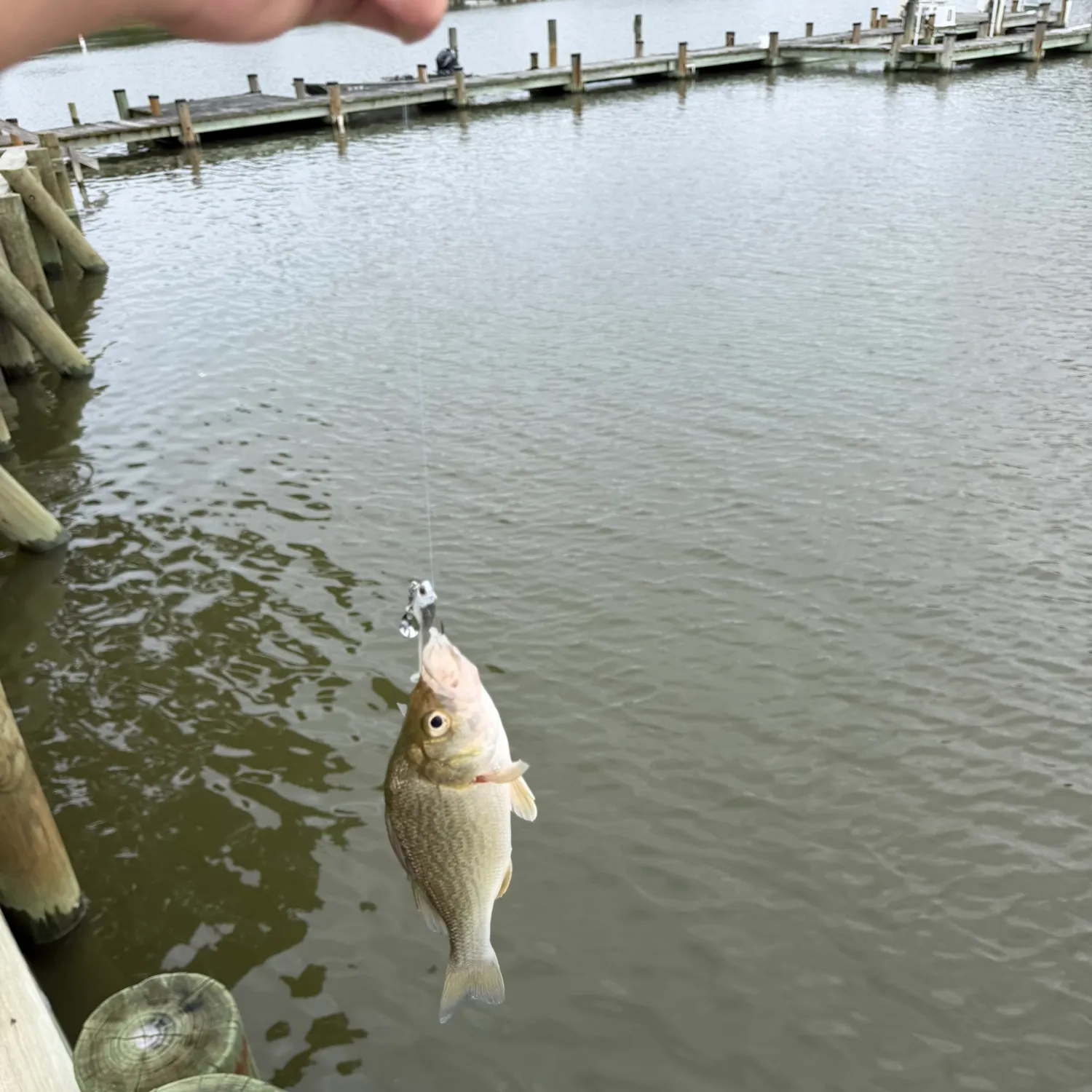 The most recent White perch catches on Fishbrain