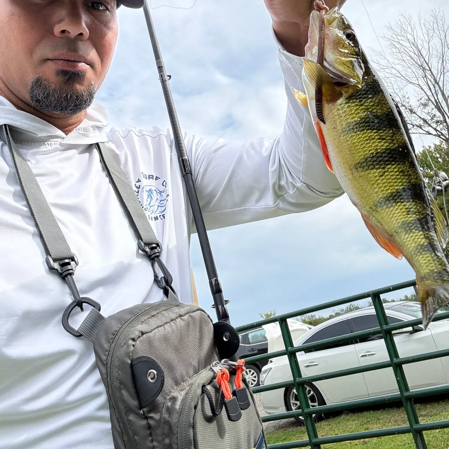 Yellow perch caught on Fishbrain