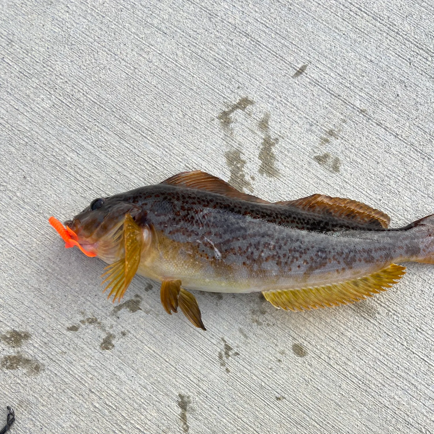 Kelp greenling caught on Fishbrain
