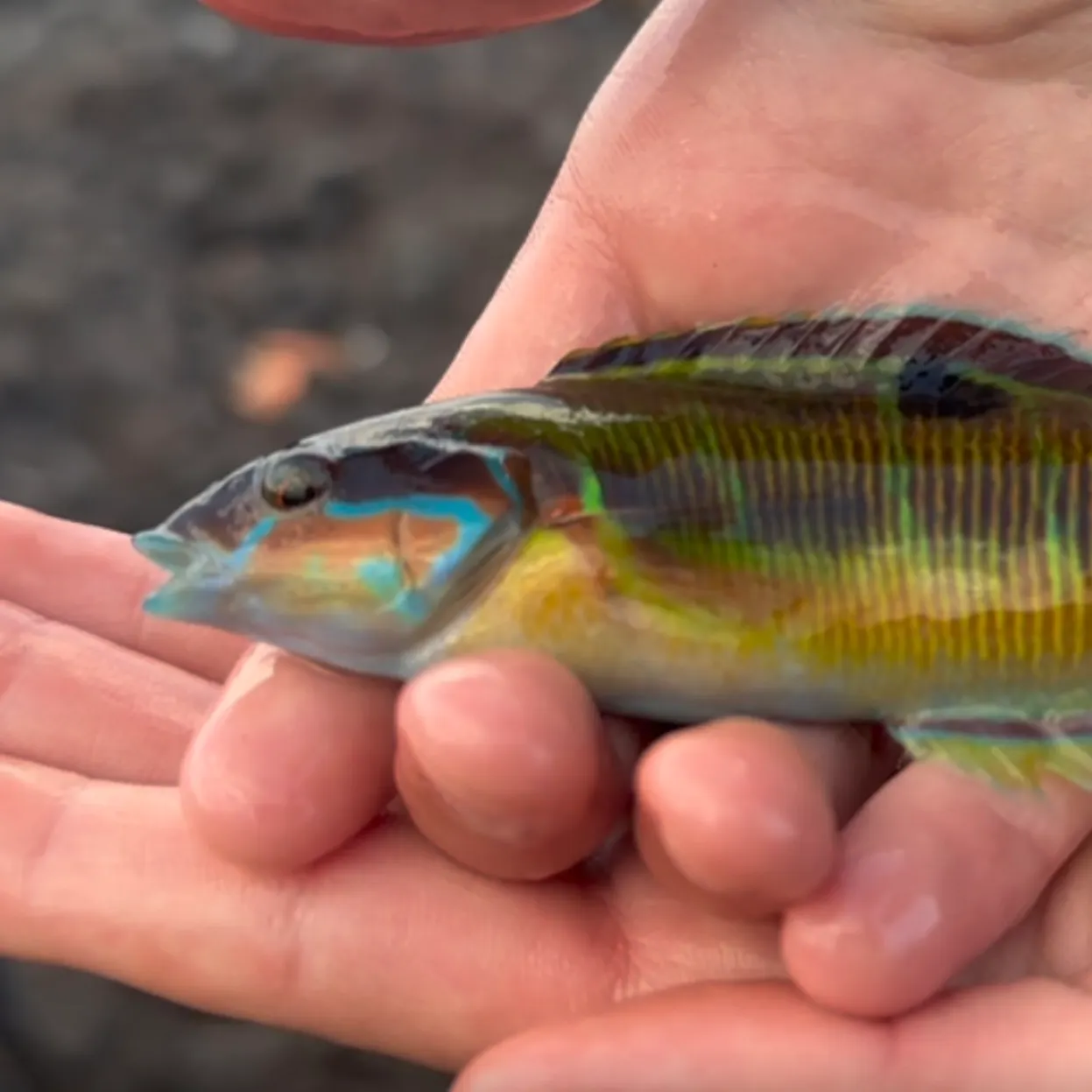 The most recent Ornate wrasse catches on Fishbrain