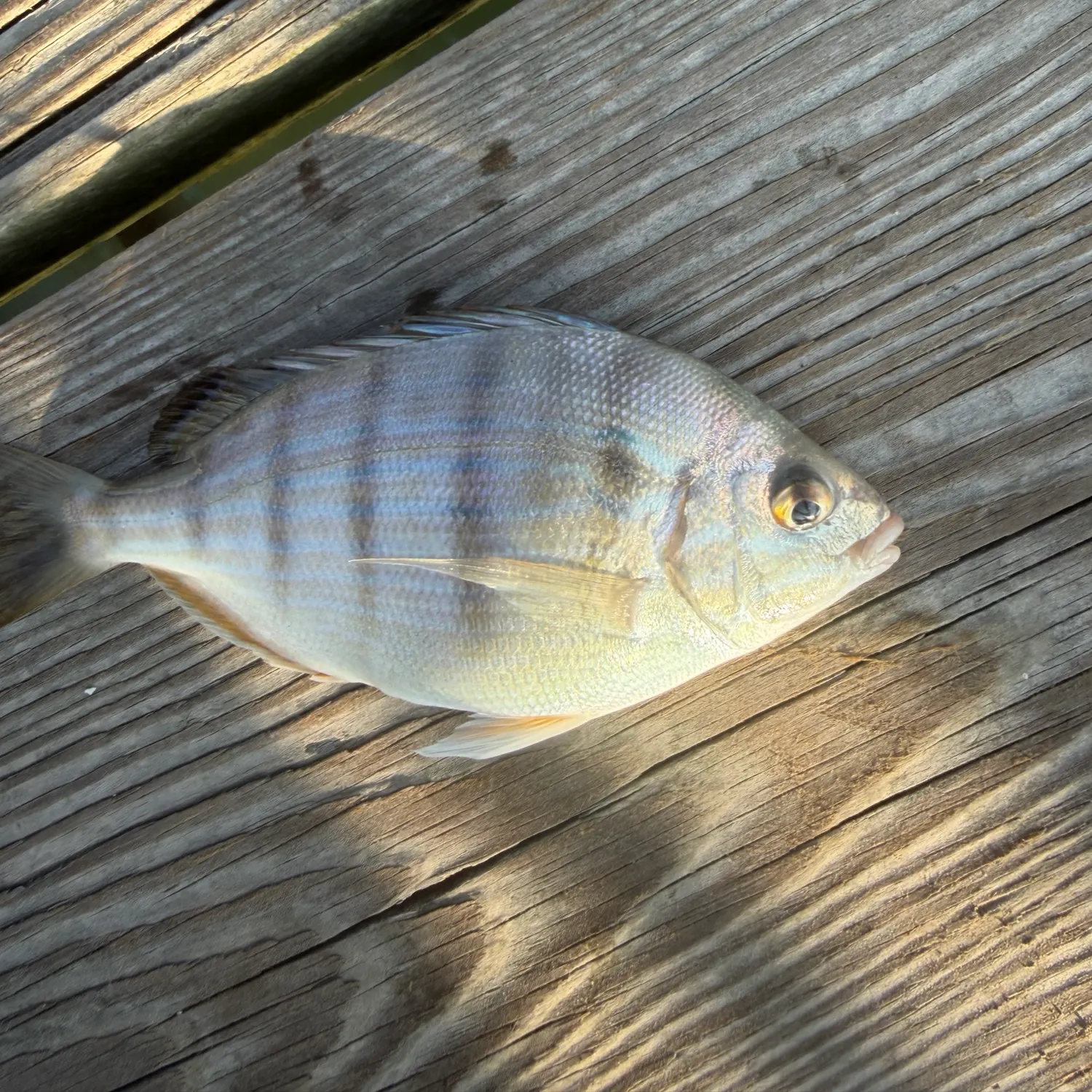 Pinfish caught on Fishbrain