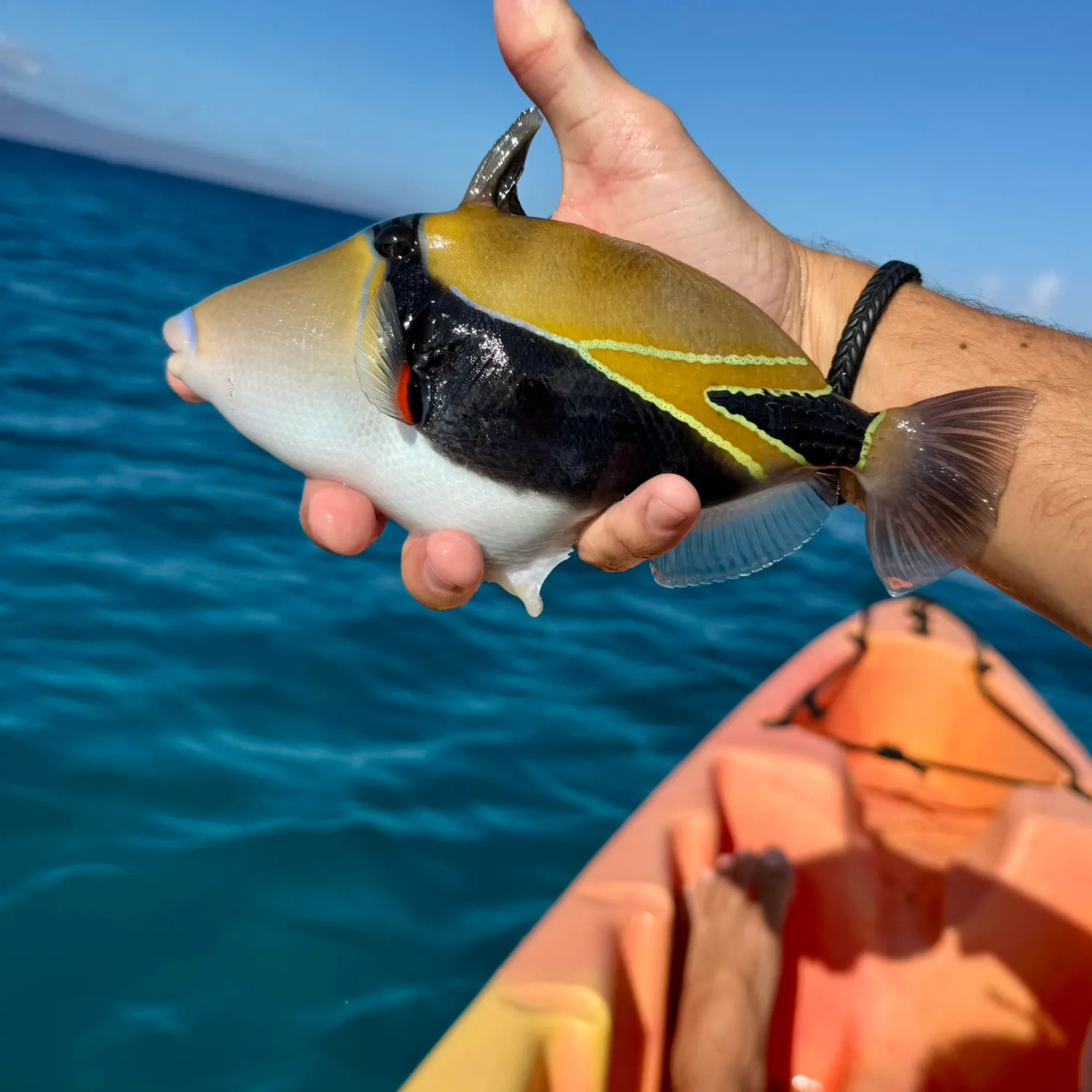 The most recent Wedge-tail triggerfish catches on Fishbrain