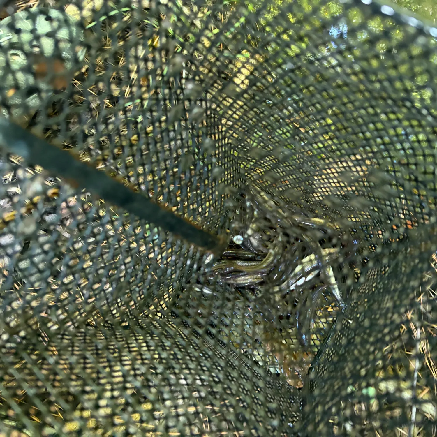 Fish caught on Fishbrain