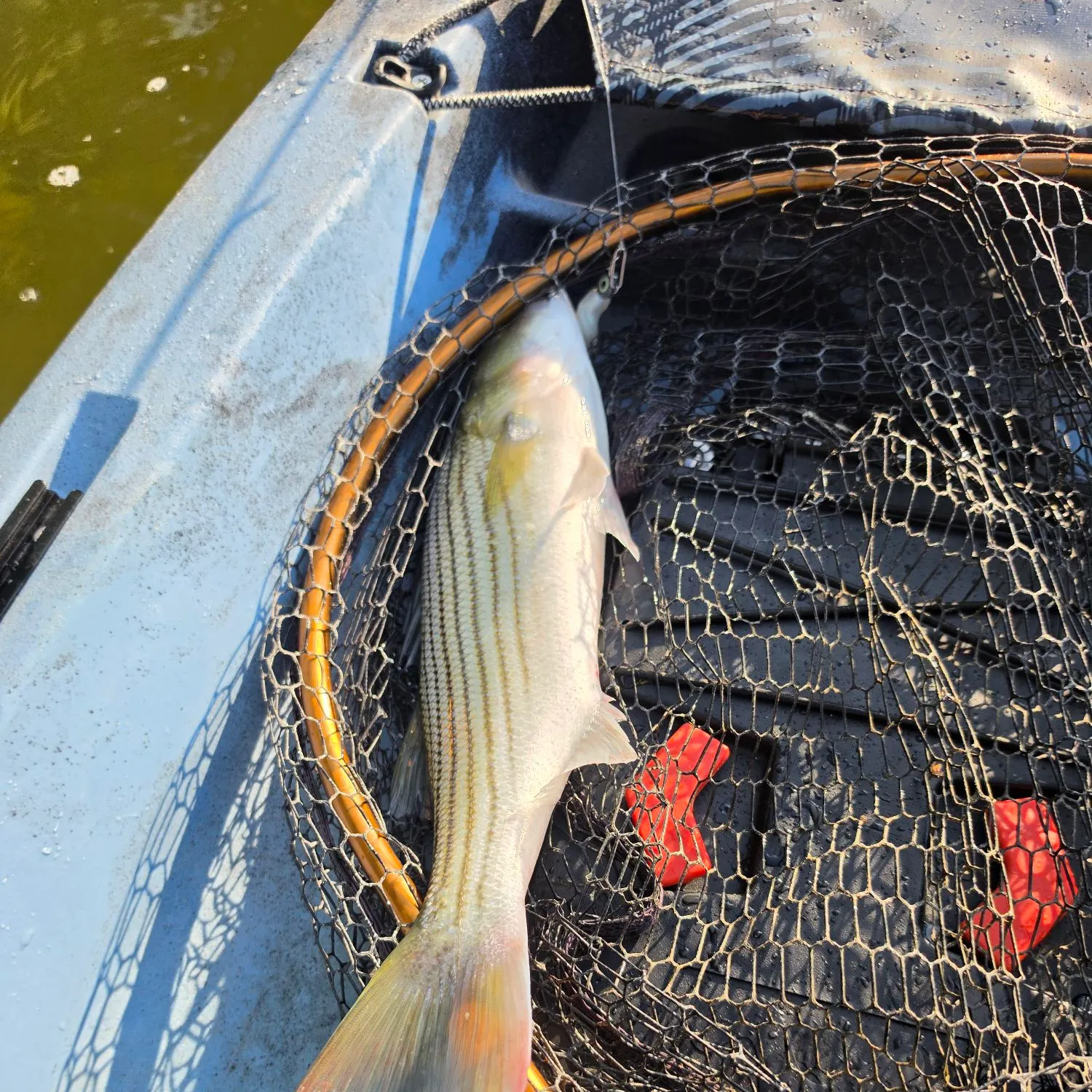 Striped bass caught on Fishbrain