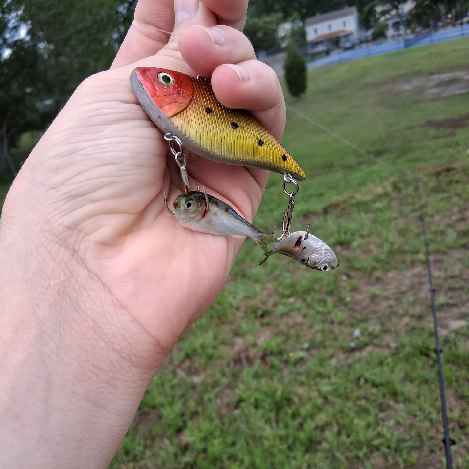 The most recent Silverjaw minnow catches on Fishbrain