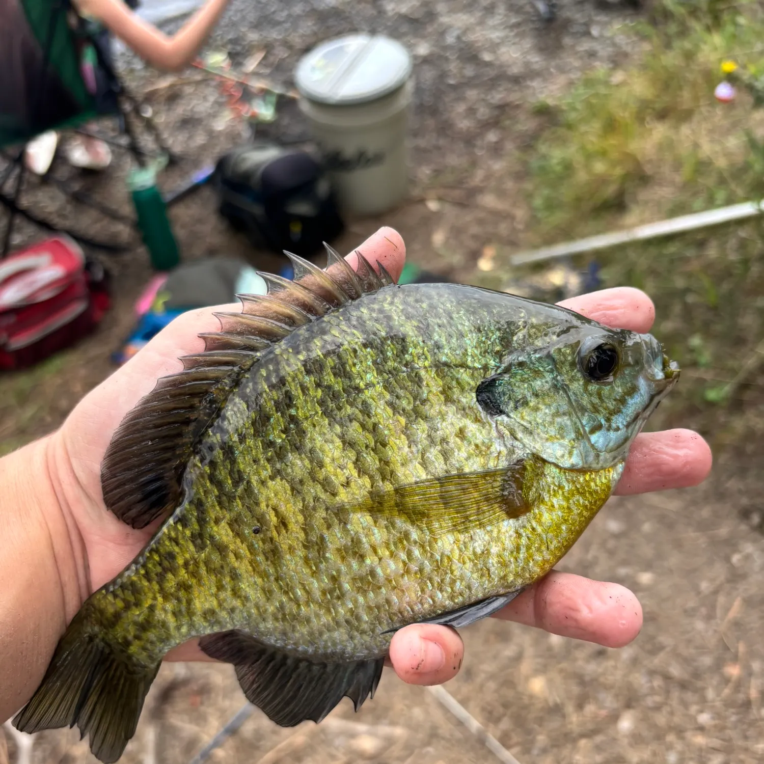 Bluegill caught on Fishbrain
